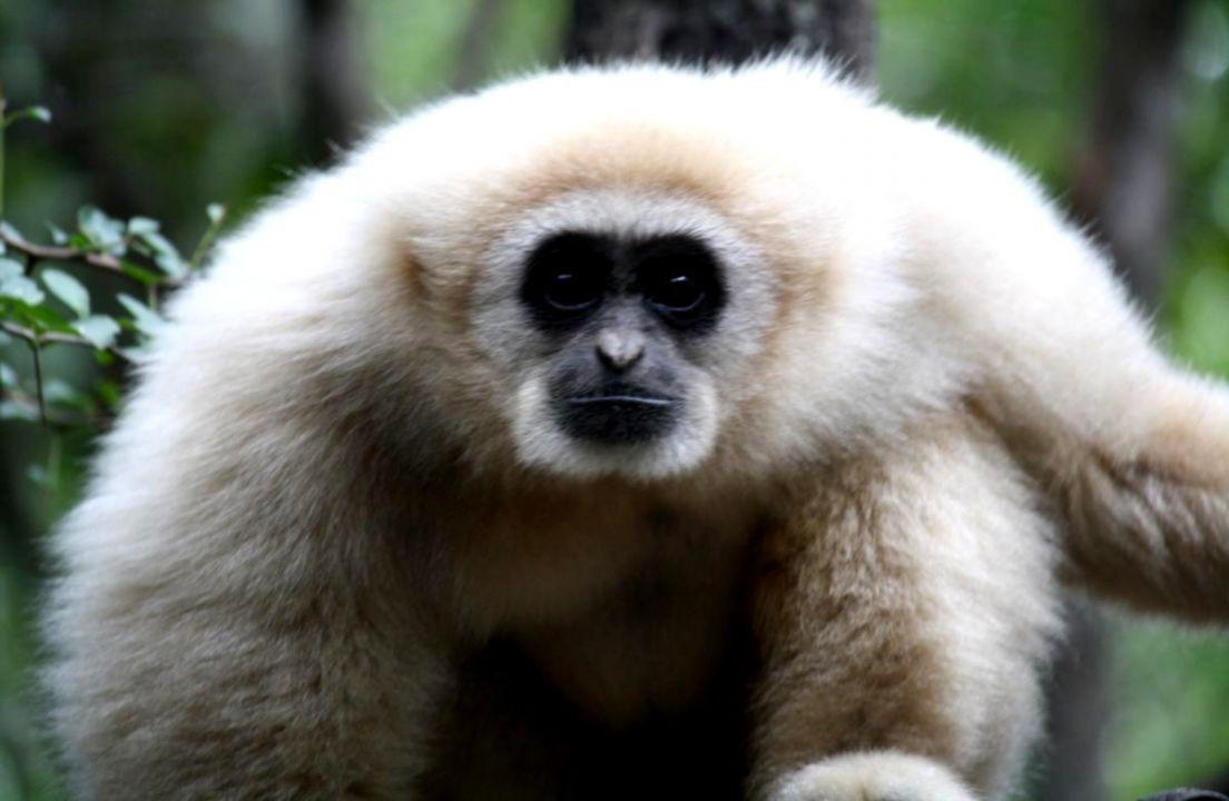 1110x720 Gibbon HD Wallpaper, Desktop