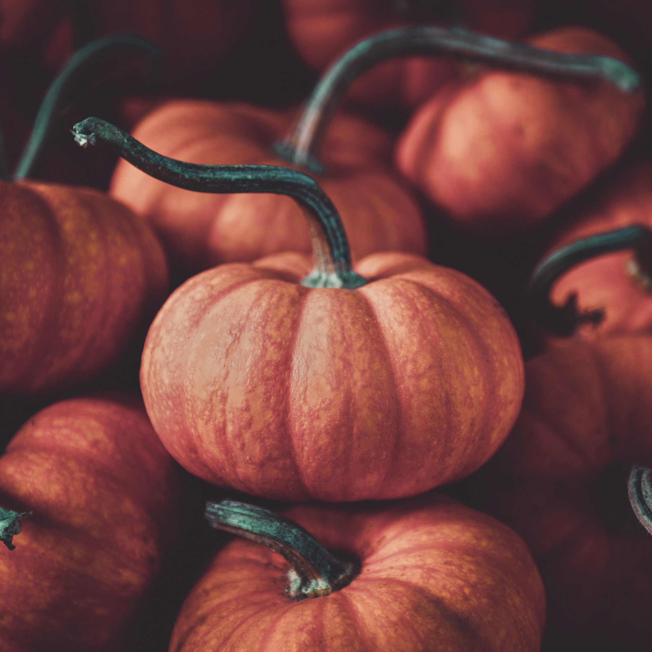 2250x2250 Download halloween, pumpkin, fruits  wallpaper, ipad air, ipad air ipad ipad ipad mini ipad mini  HD image, background, 14728, Phone