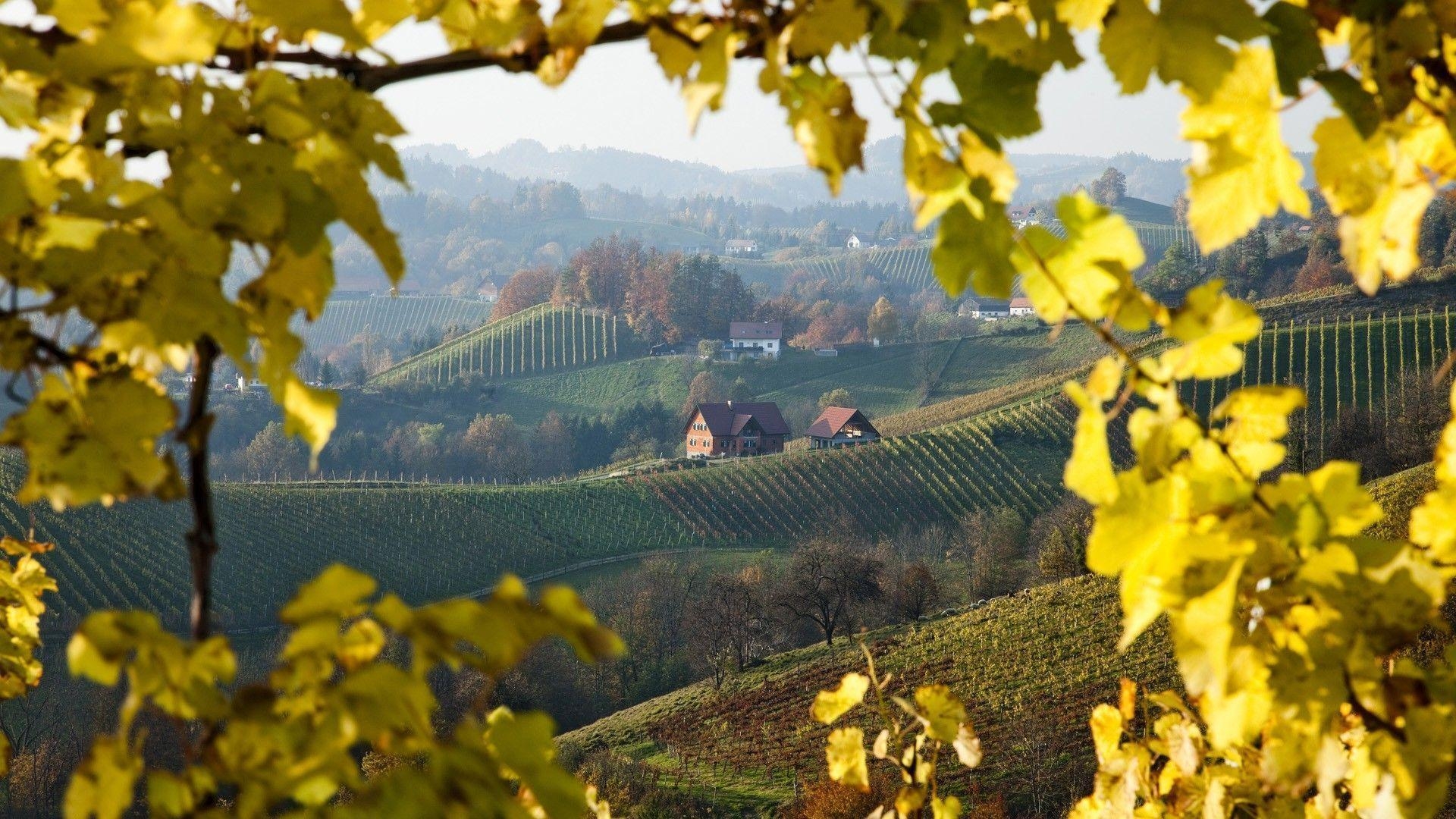 1920x1080 Download Austria Vineyard Wallpaper, Desktop