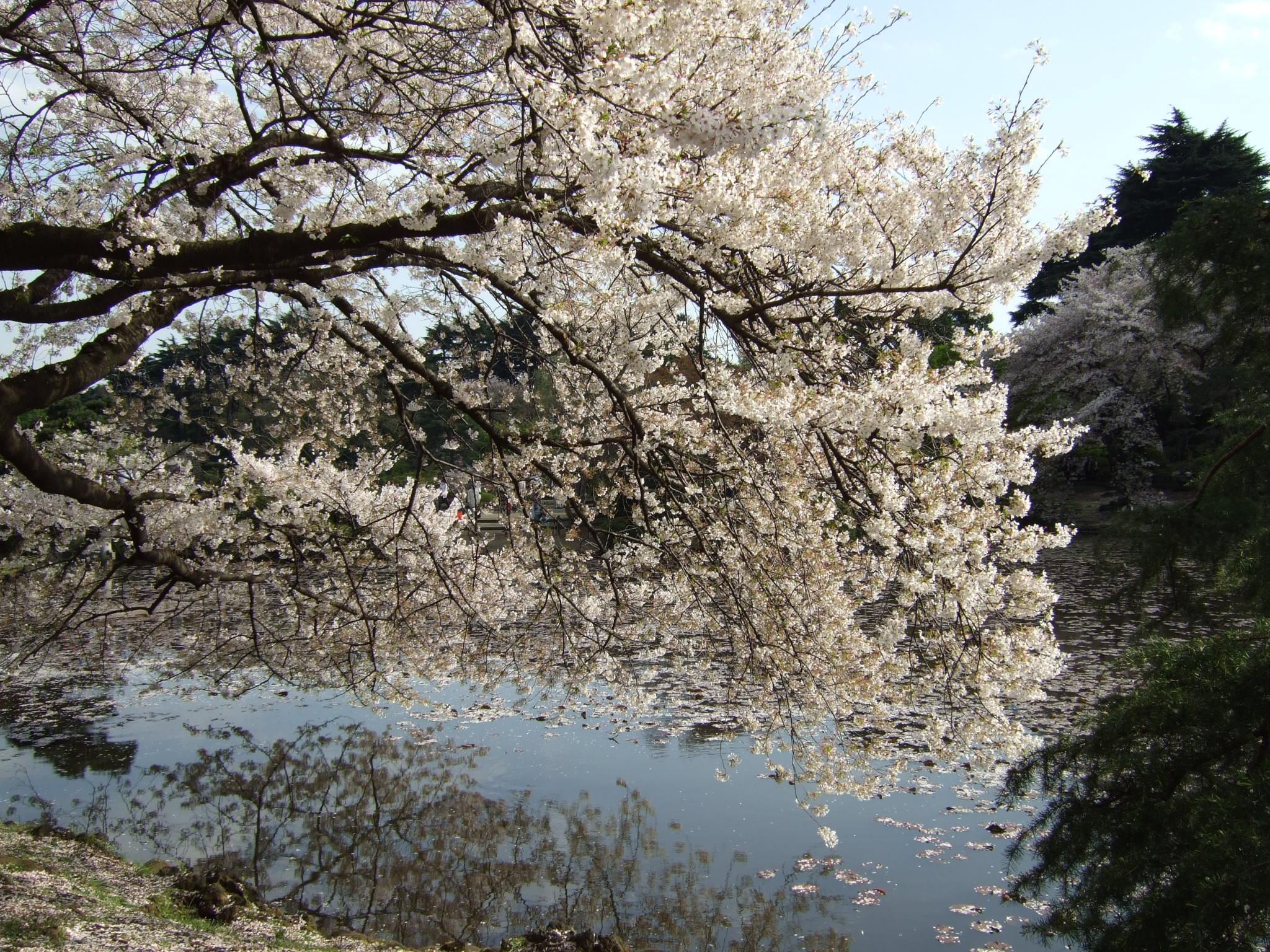 2050x1540 Shinjuku gyoen sakura, Desktop