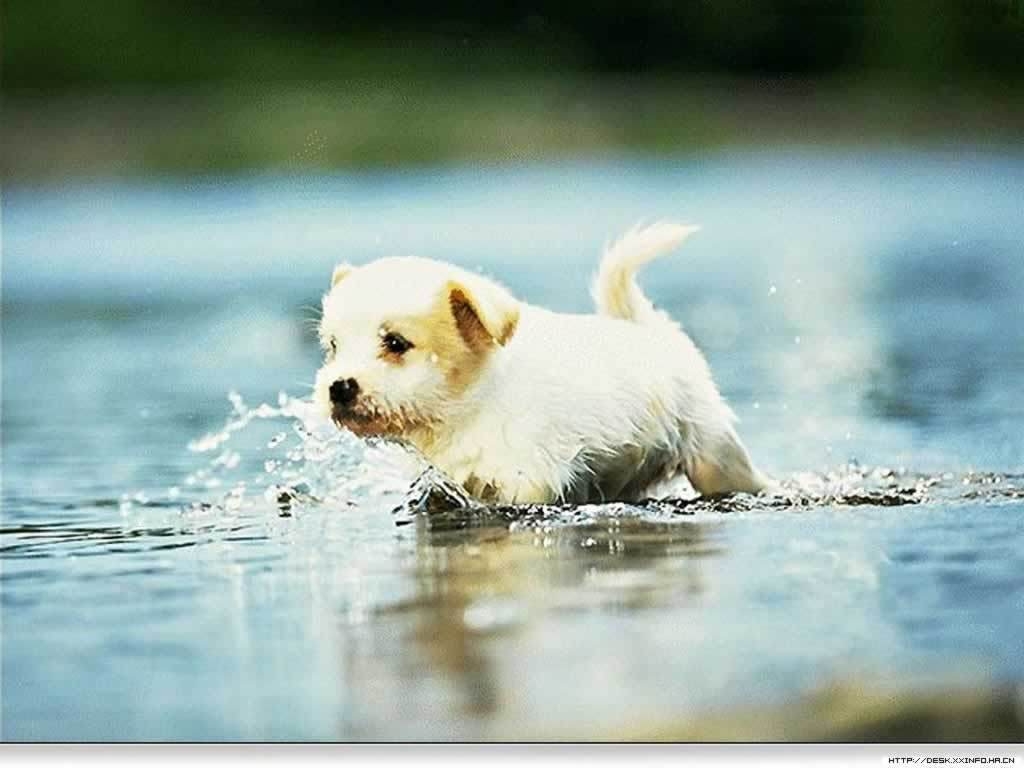 1030x770 Puppy Wallpaper Free, Desktop