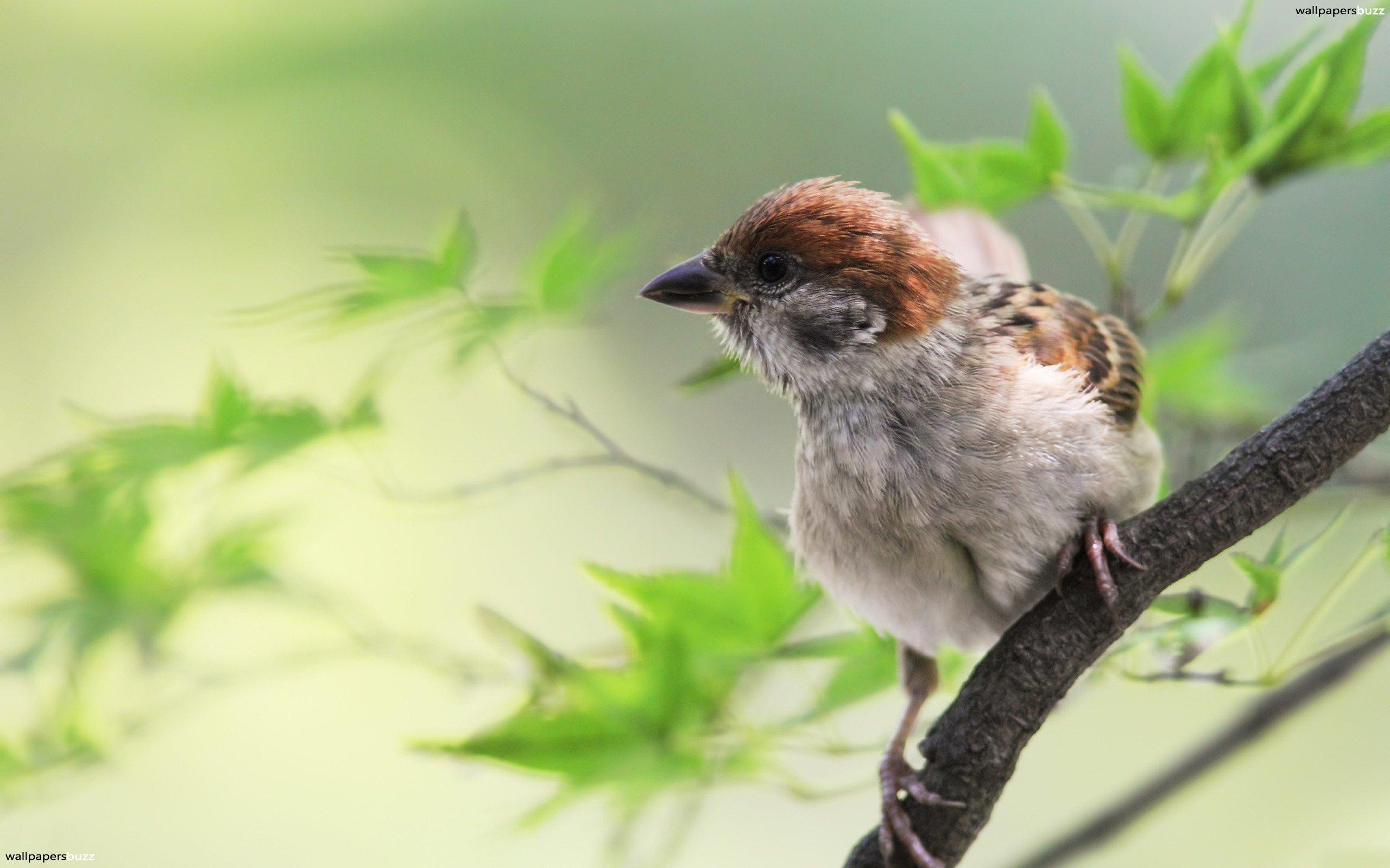 2560x1600 Sparrow HD Wallpaper, Desktop