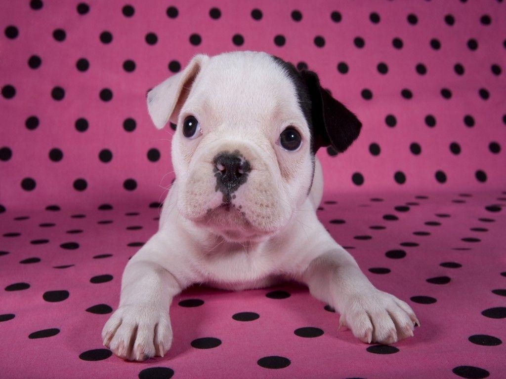 1030x770 French Bulldog Puppies Wallpaper & Pics Cute and Docile, Desktop