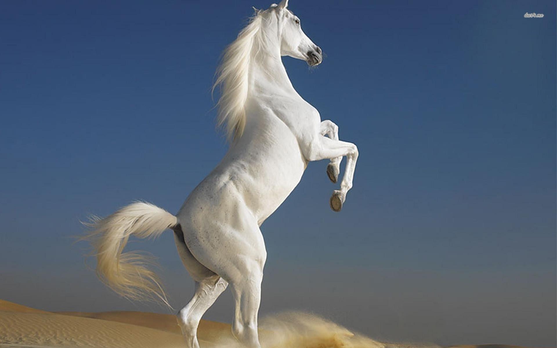 1920x1200 White Horse. Sky HD Wallpaper, Desktop