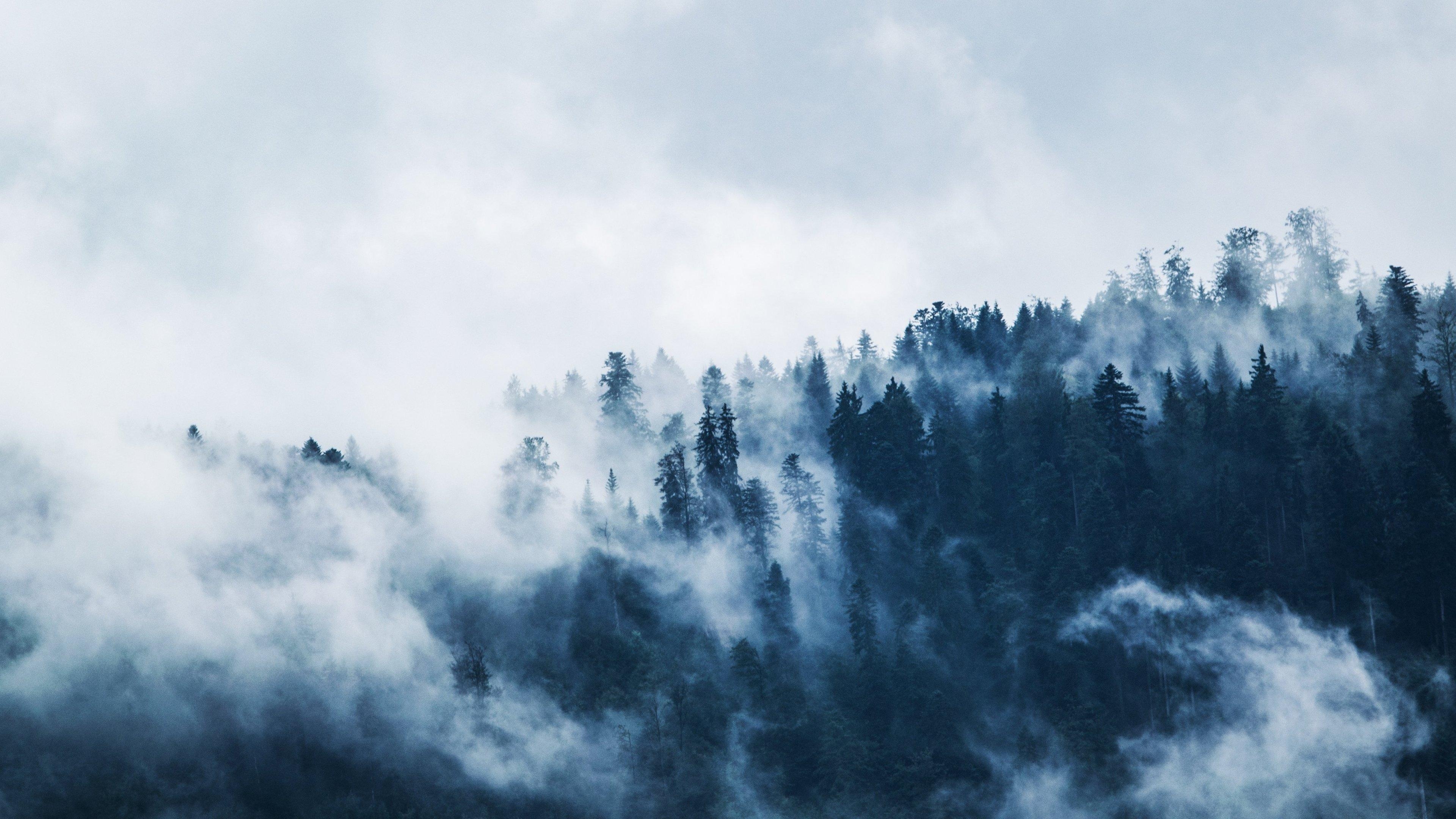 3840x2160 Forest Mist Wallpaper, Android & Desktop Background, Desktop