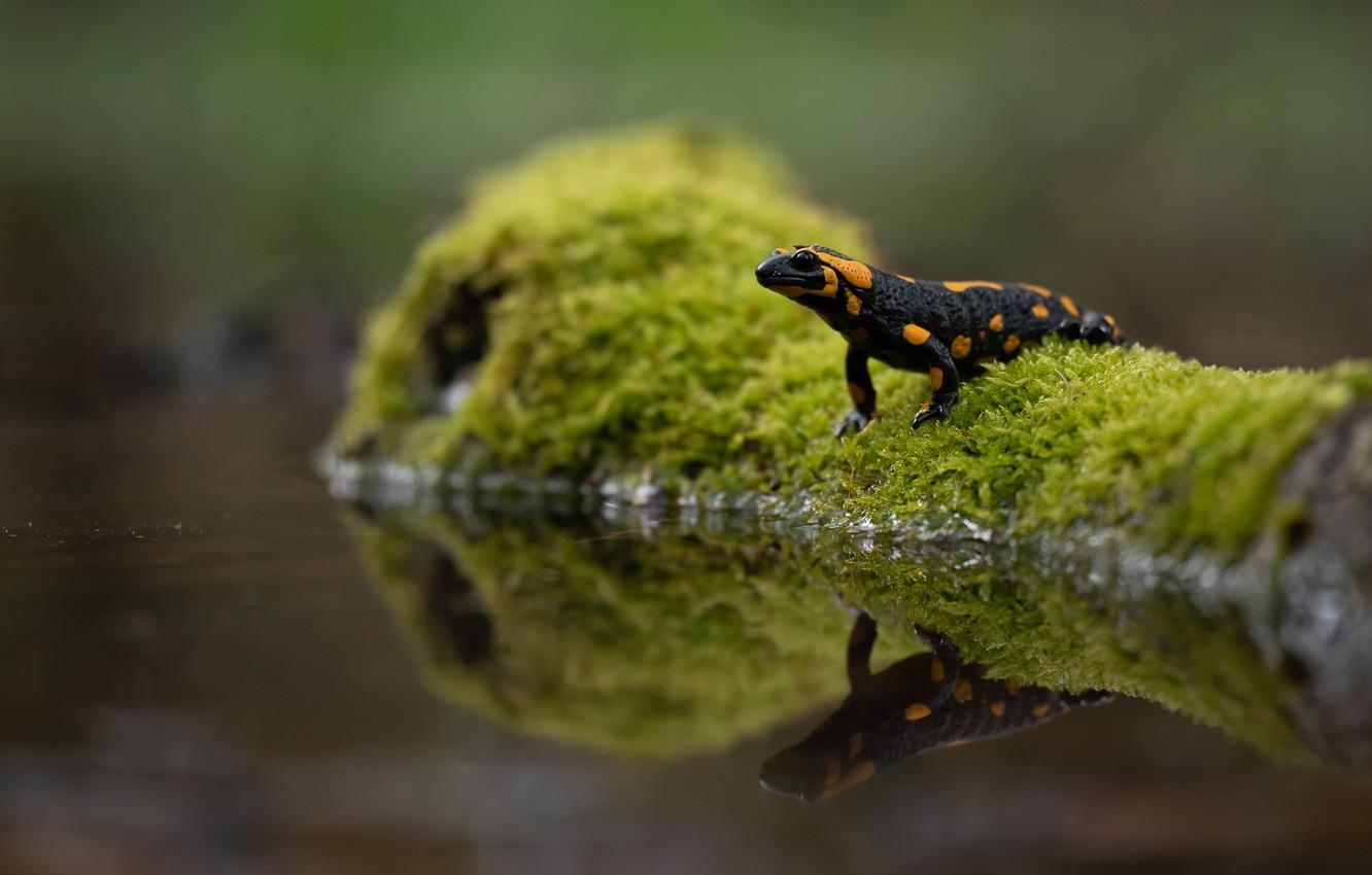 1340x850 Wallpaper greens, water, nature, reflection, moss, snag, Desktop