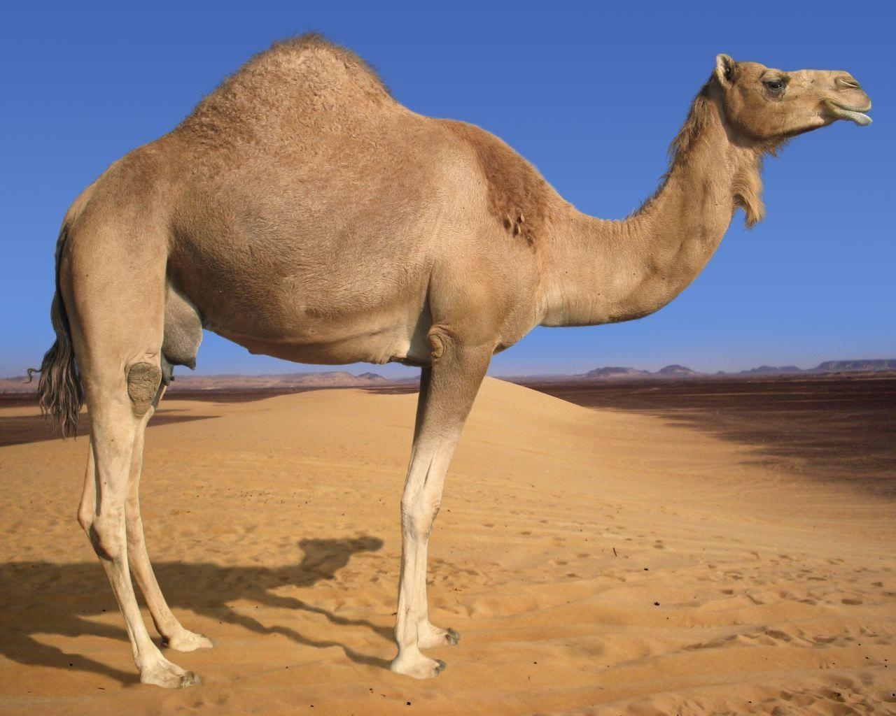 1280x1030 Arabian Camel Eritrea National Animal. Full Desktop Background, Desktop