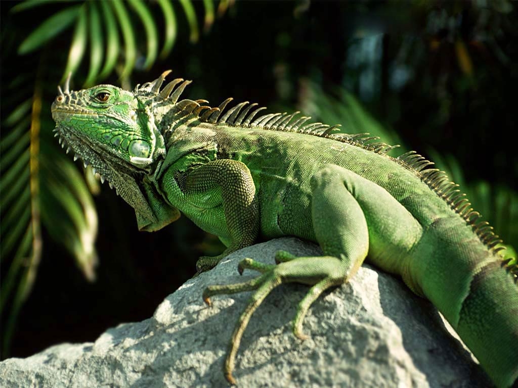 1030x770 Iguana Wallpaper 7 X 768, Desktop