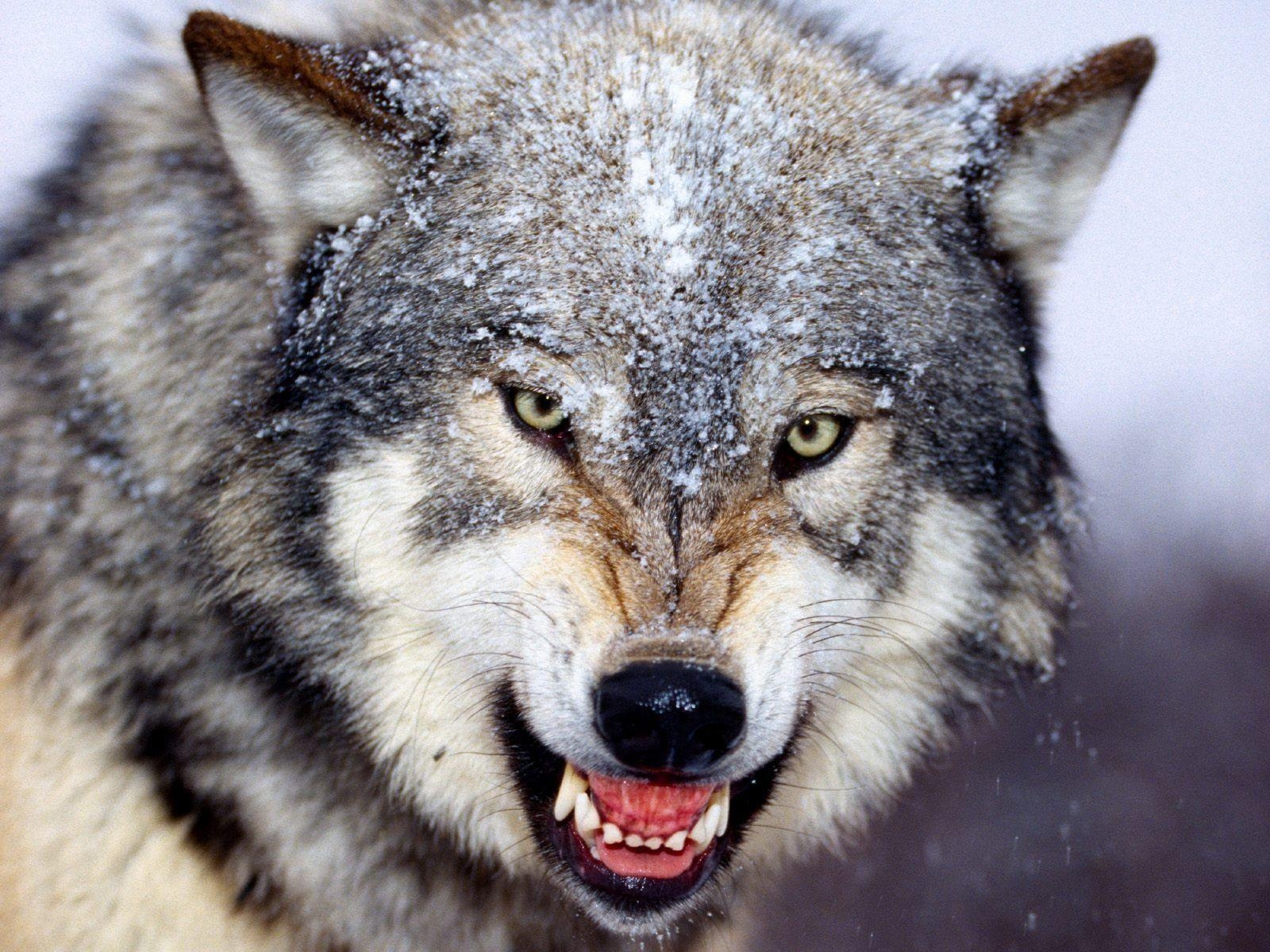 1600x1200 Gray Wolf Wallpaper. Gray Wolf Image Free, Desktop