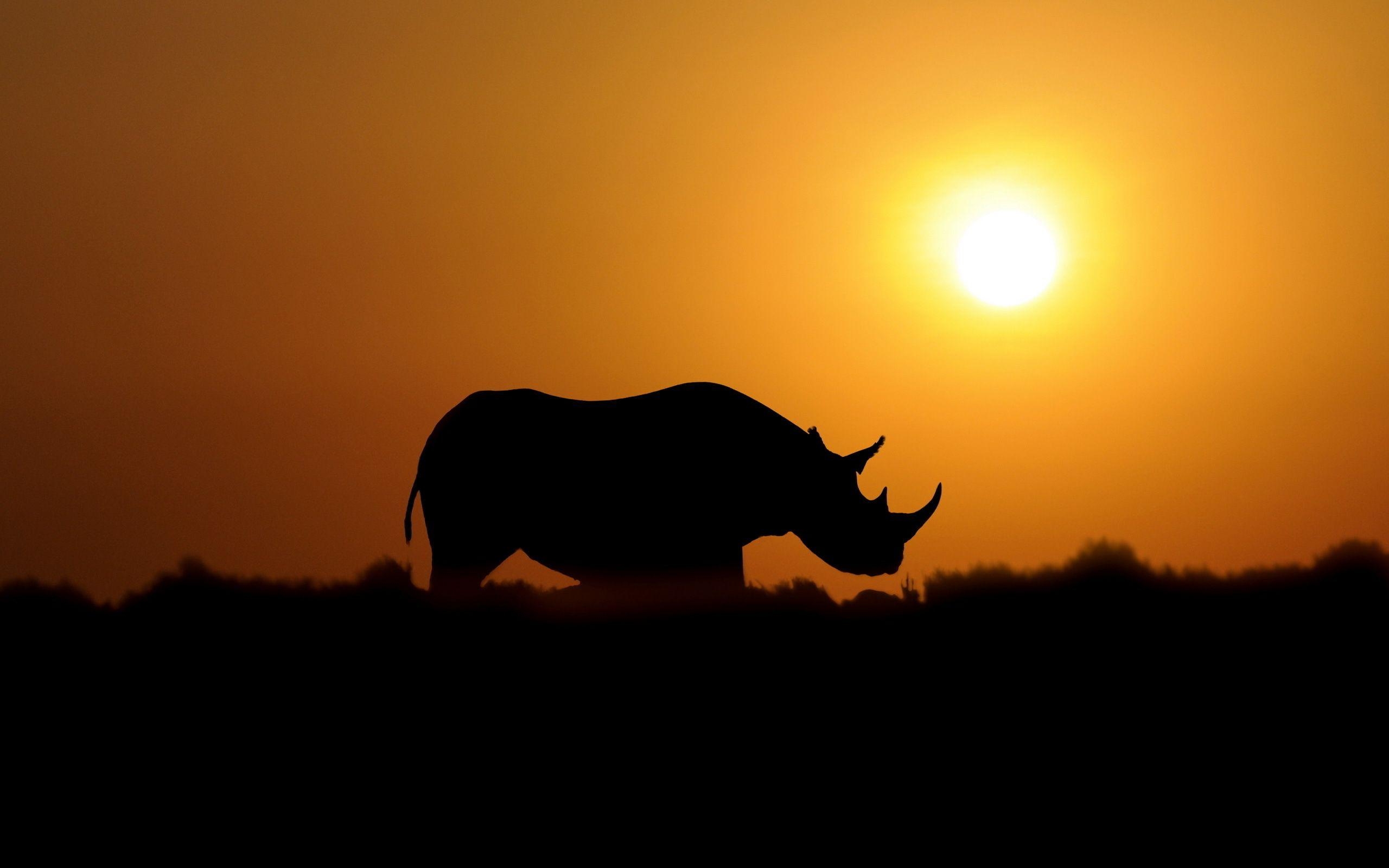 2560x1600 Sunset, Rhino, High, Definition, Wallpaper, Desktop, Background, Desktop