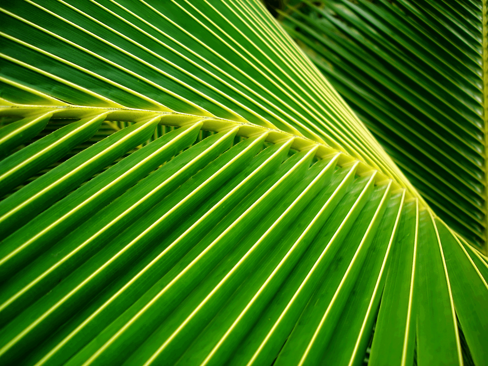 1600x1200 Fern or Frond?. Nature Mother Earth, Desktop