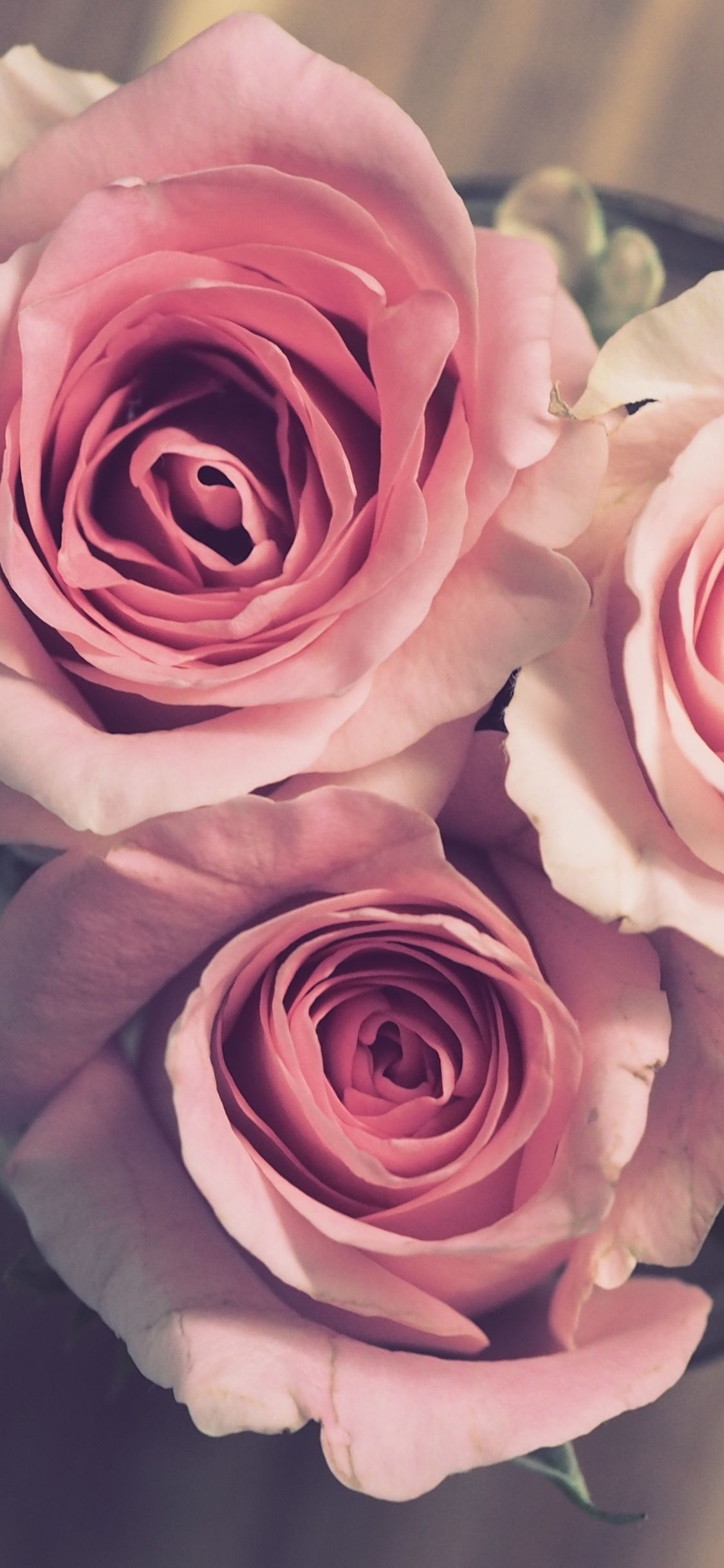 1130x2440 Download  wallpaper bouquet, pink roses, bloom, iphone x, Phone