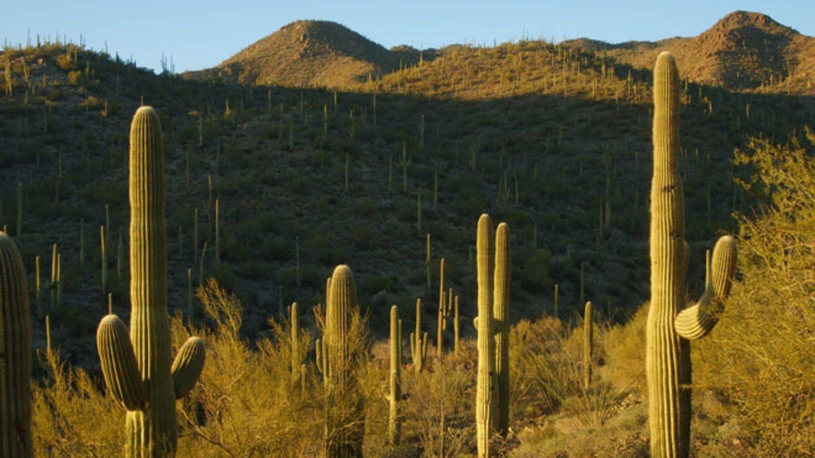 1600x900 Trading Desk Time for Desert Time at Saguaro National Park, Desktop