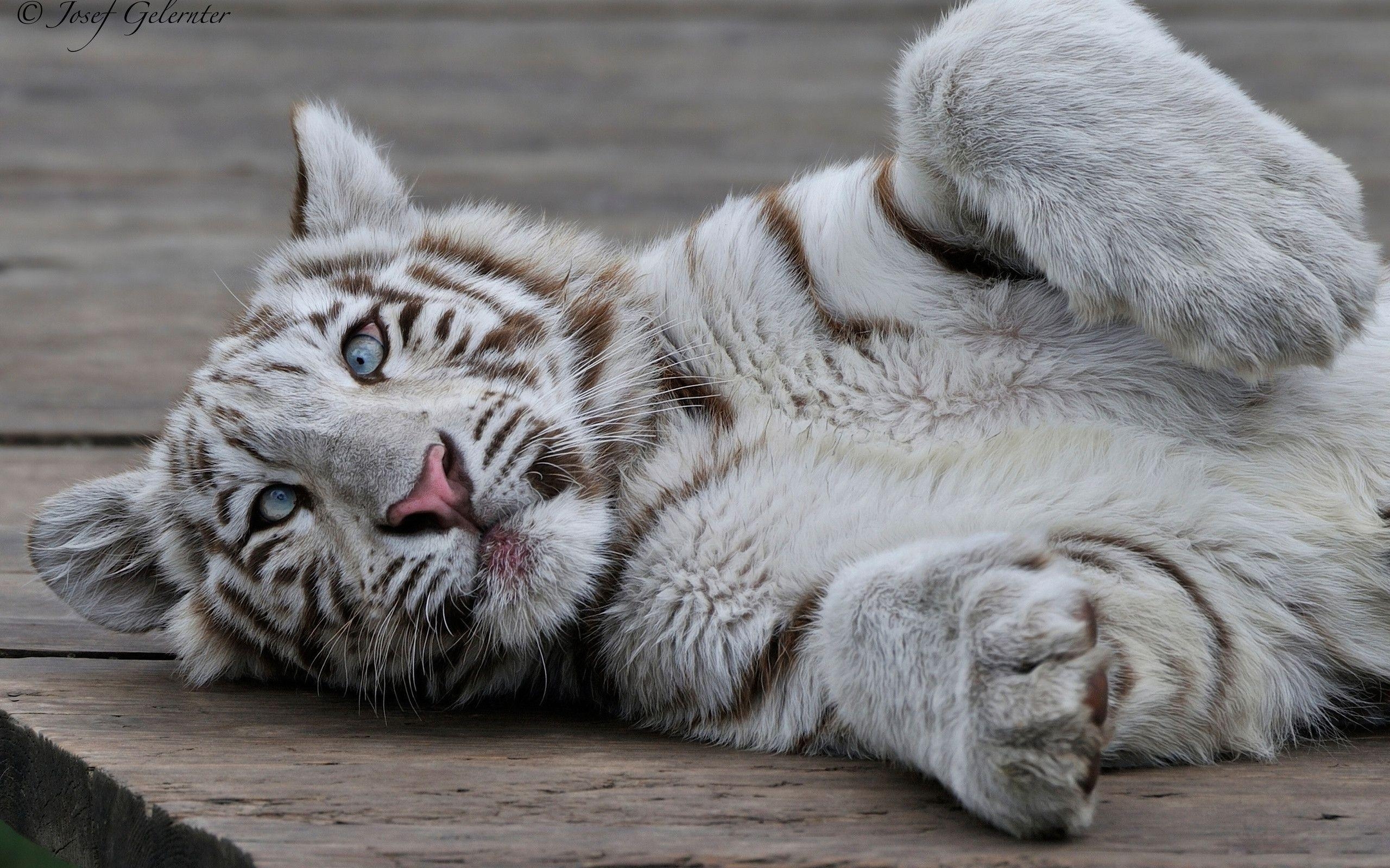 2560x1600 Playing White Tiger Cub Wallpaper. Animals And Birds Wallpaper, Desktop