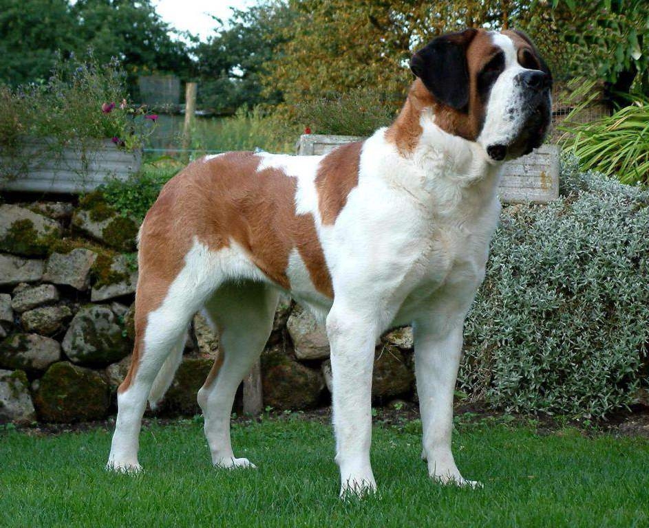 950x770 St Bernard Dog Standing In The Garden Puppies Wallpaper #Picture 1090, Desktop