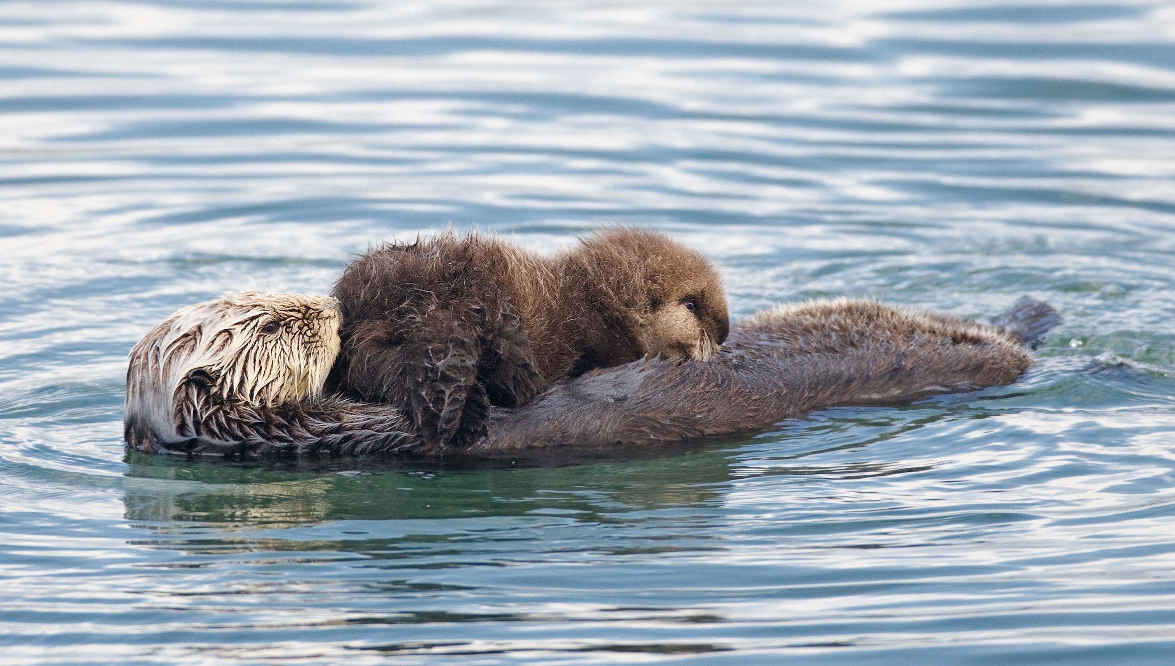 2370x1340 Sea otter, the free encyclopedia, Desktop