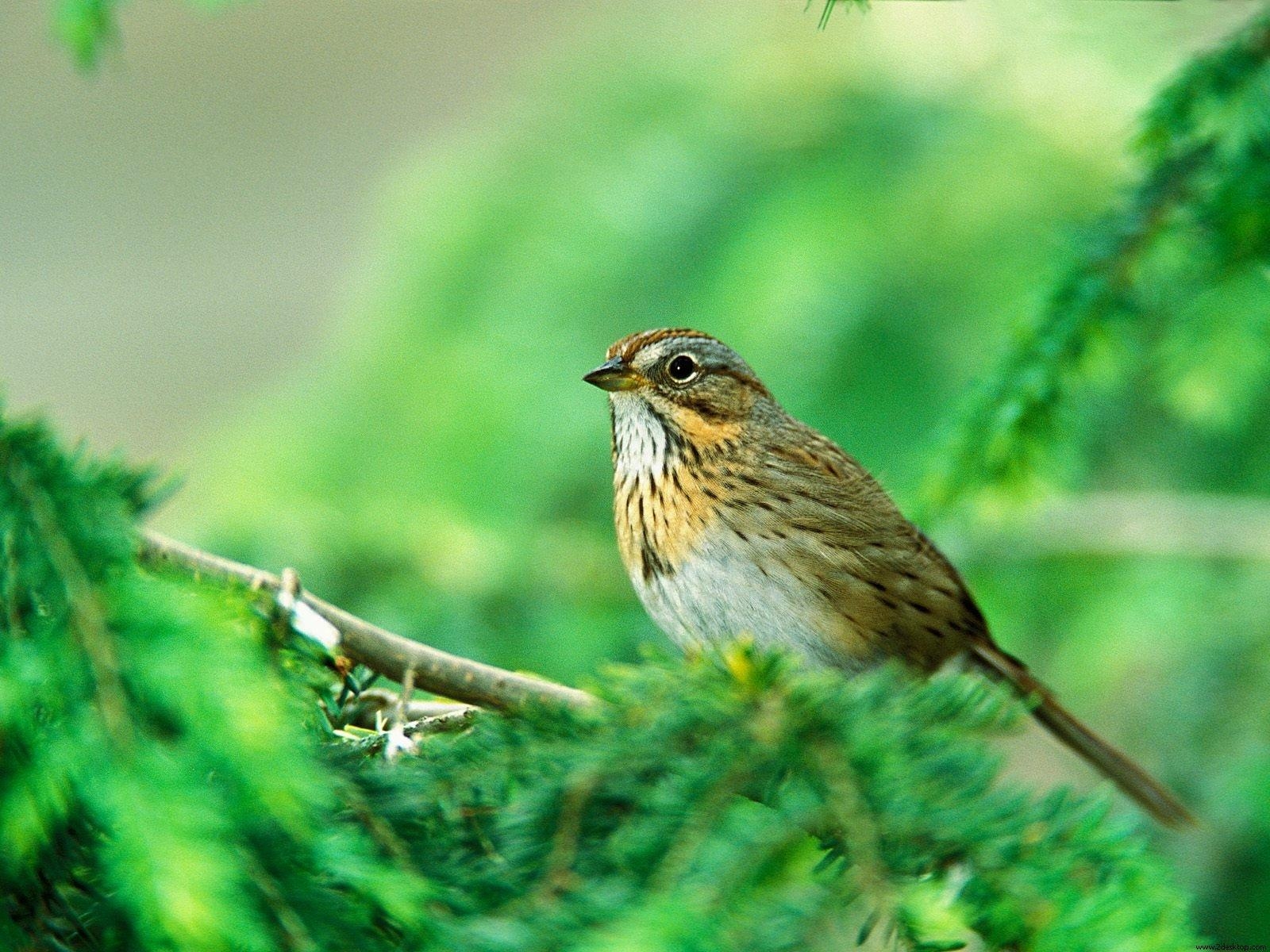 1600x1200 Sparrow HD Wallpaper, Desktop