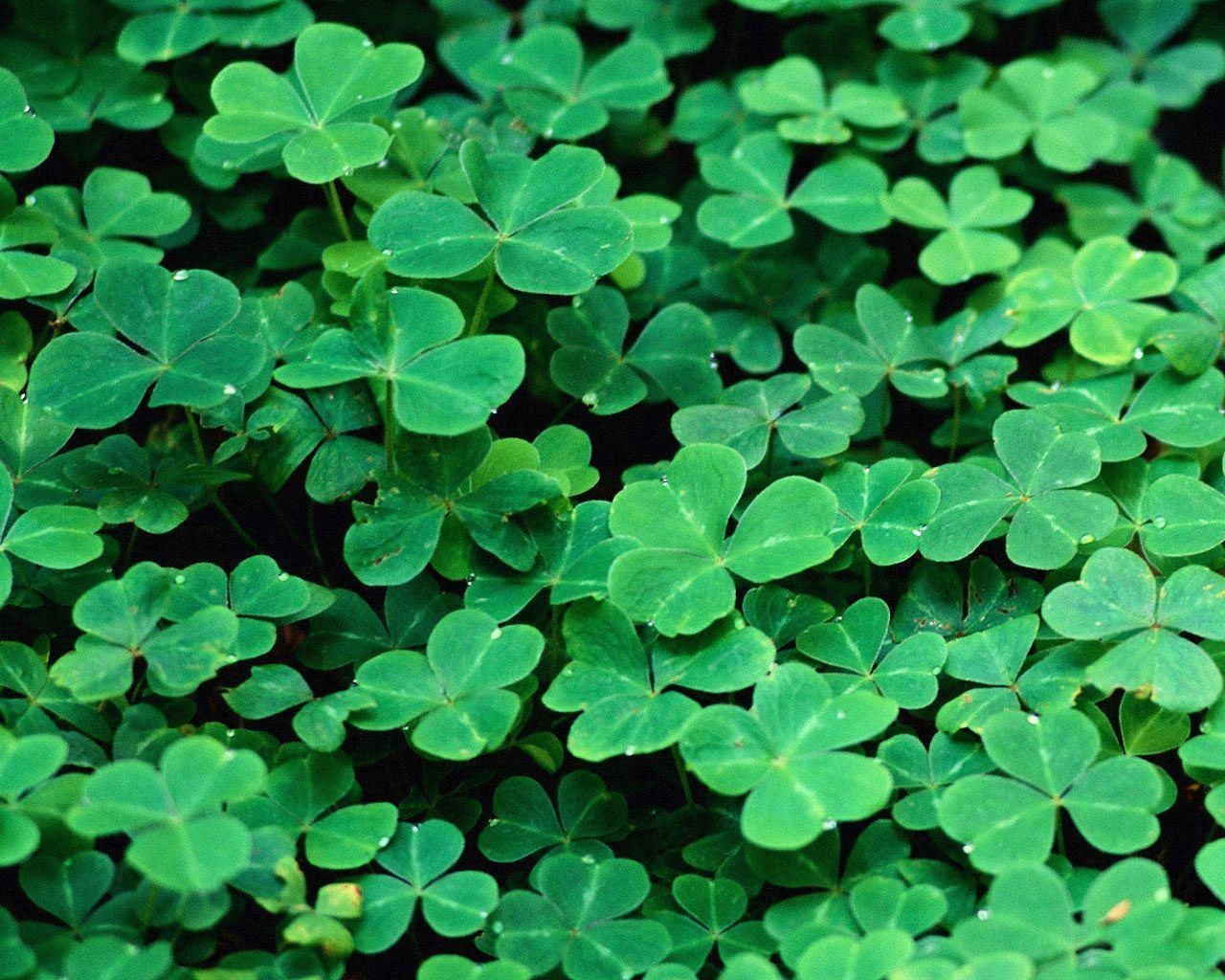 1280x1030 Desktop Wallpaper · Gallery · Miscellaneous · Saint Patrick&;s Day, Desktop