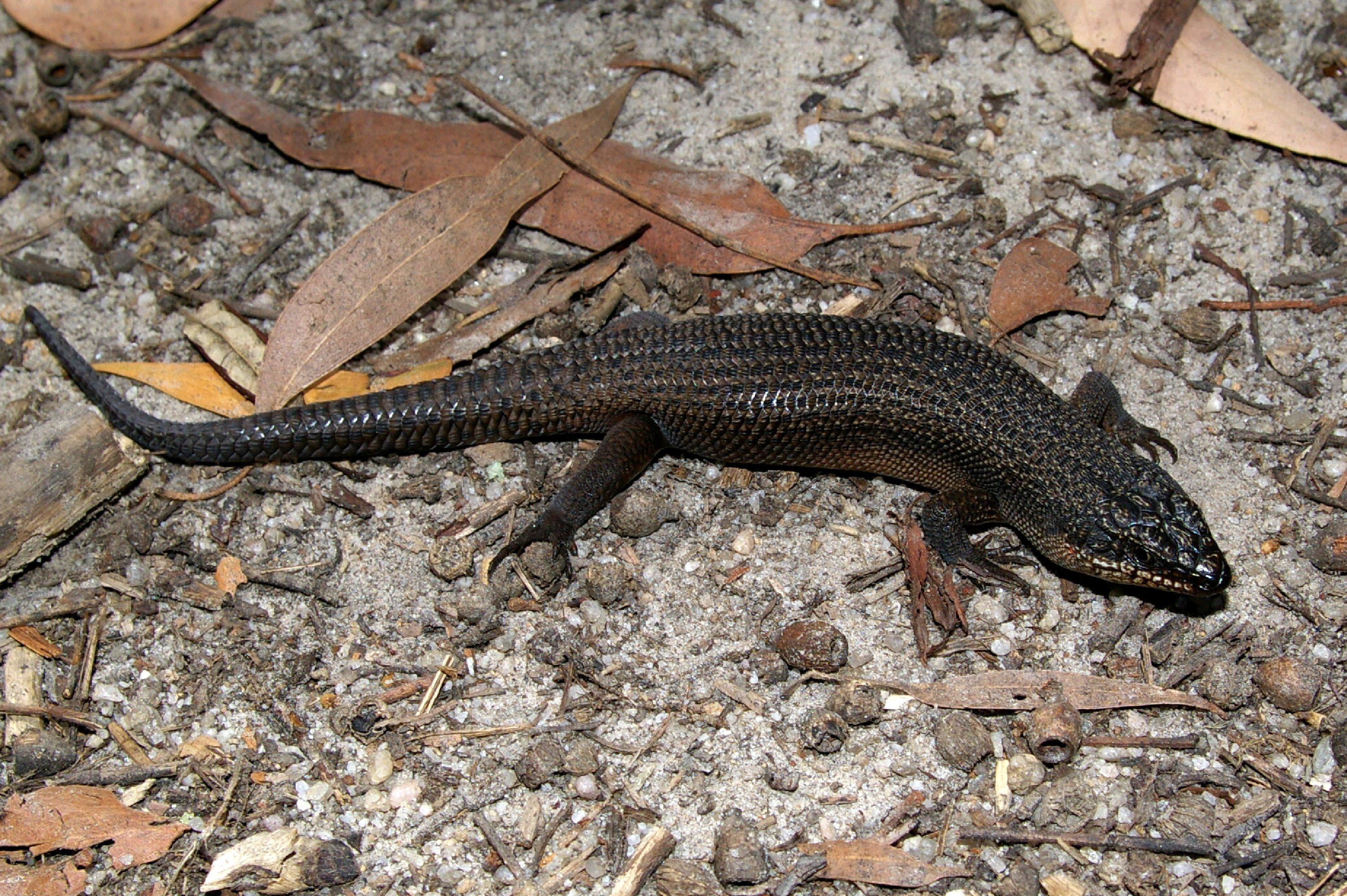 3010x2000 Gippsland: The Skink's Domain. Wild South East, Desktop