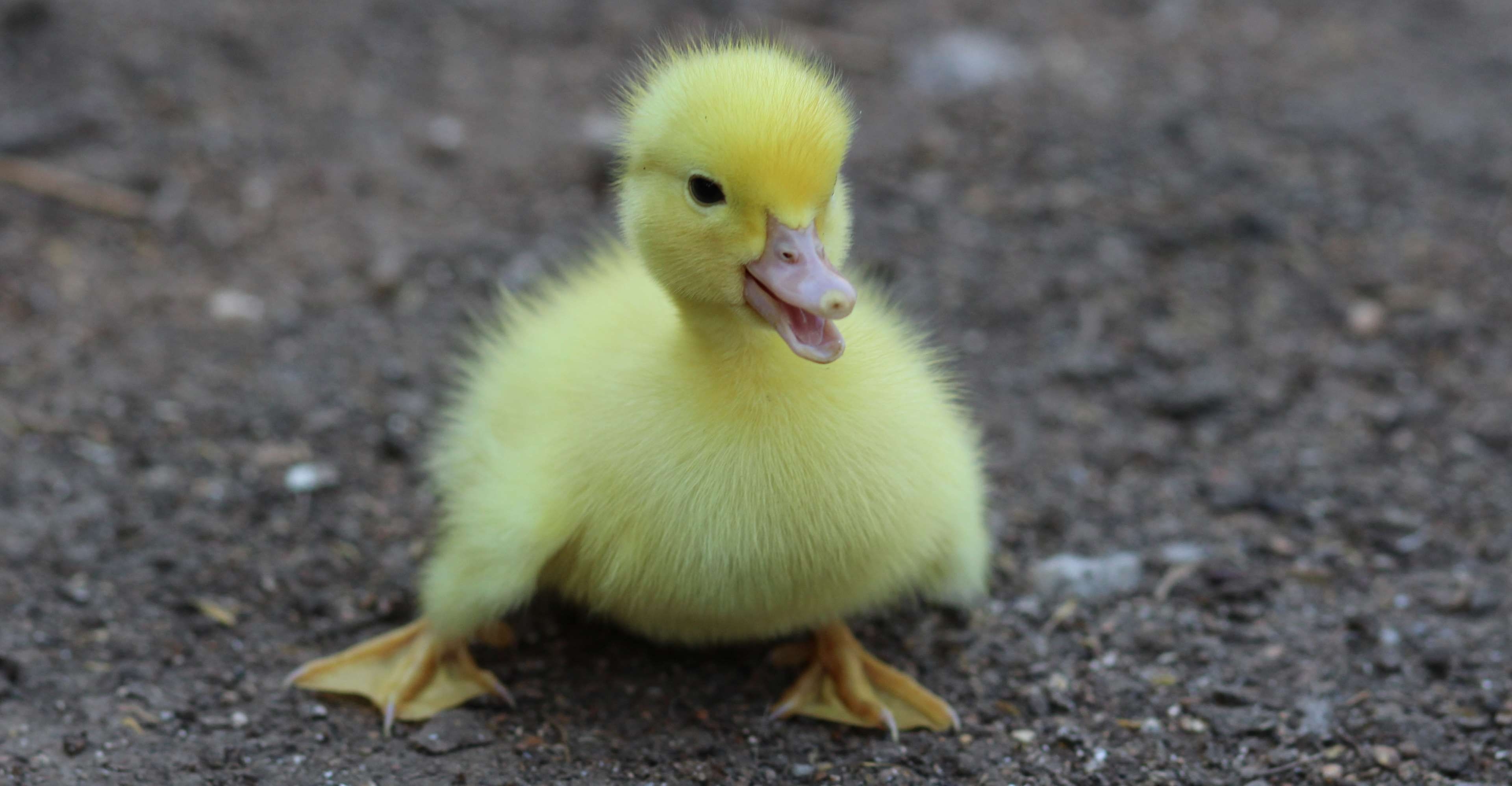 3840x2000 duckling HD wallpaper, background, Desktop