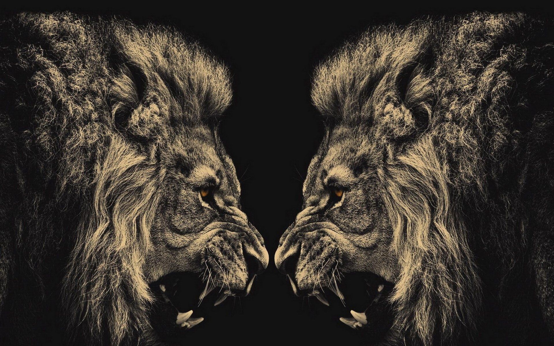 1920x1200 Angry Lion Wallpaper HD Resolution. Lion wallpaper, Lion HD wallpaper, Lion wallpaper iphone, Desktop