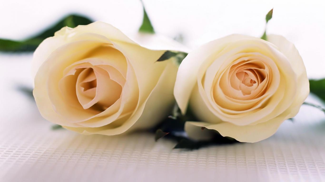 1370x770 White Roses Wallpaper, Desktop