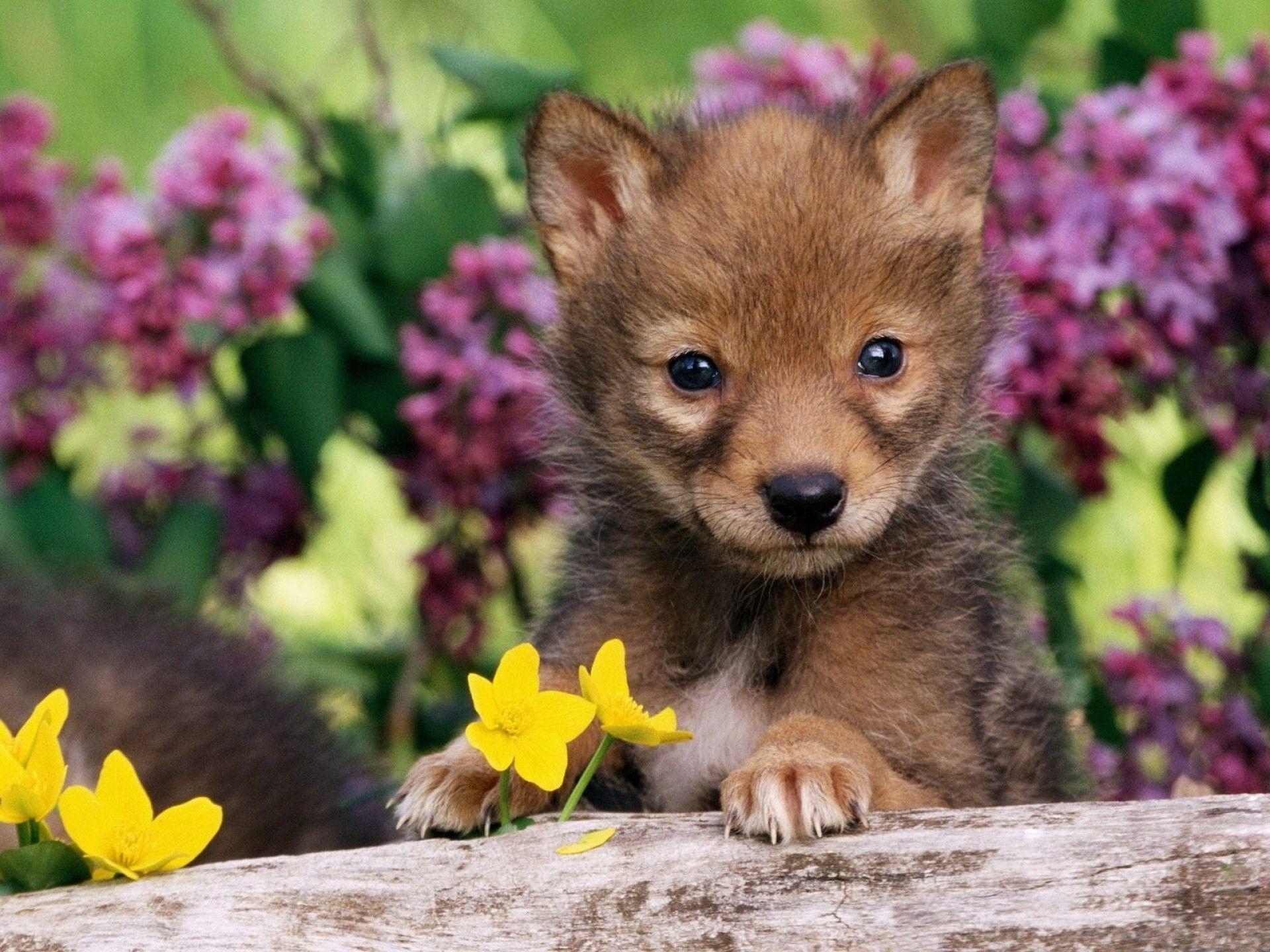 1920x1440 Cute Baby Wolf Wallpaper 1024×768 Baby Wolf Wallpaper 55, Desktop