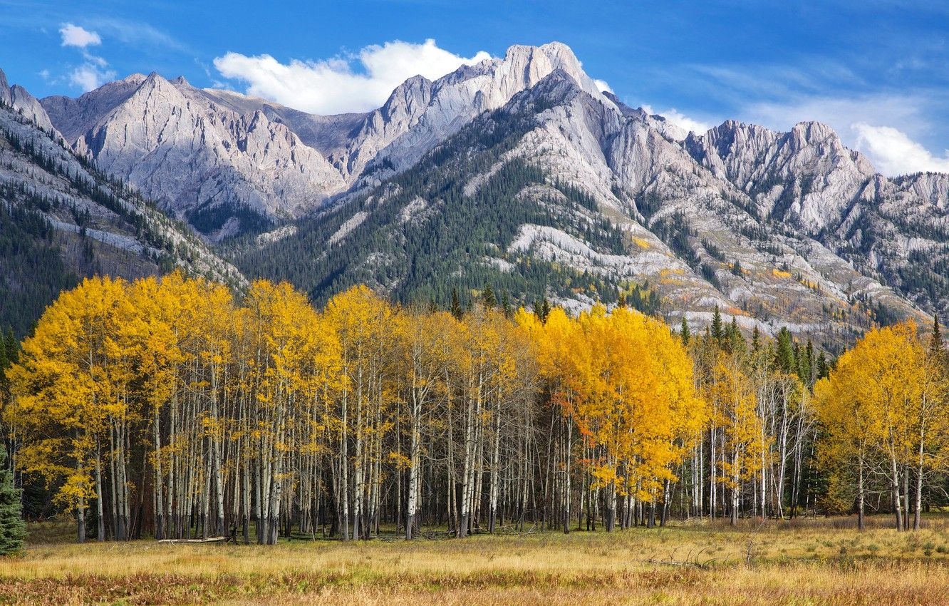 1340x850 Wallpaper autumn, the sky, leaves, trees, mountains, Colorado, USA, aspen, Aspen image for desktop, section природа, Desktop