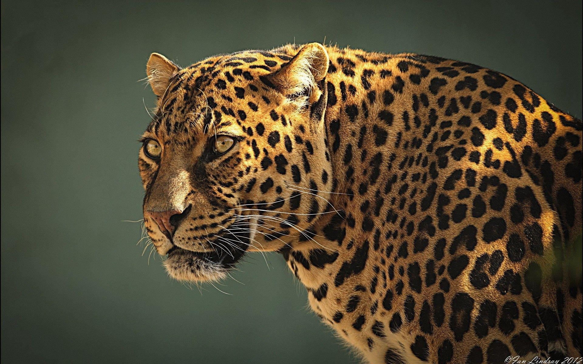 1920x1200 Wallpaper&;s Collection: «Jaguar Wallpaper», Desktop