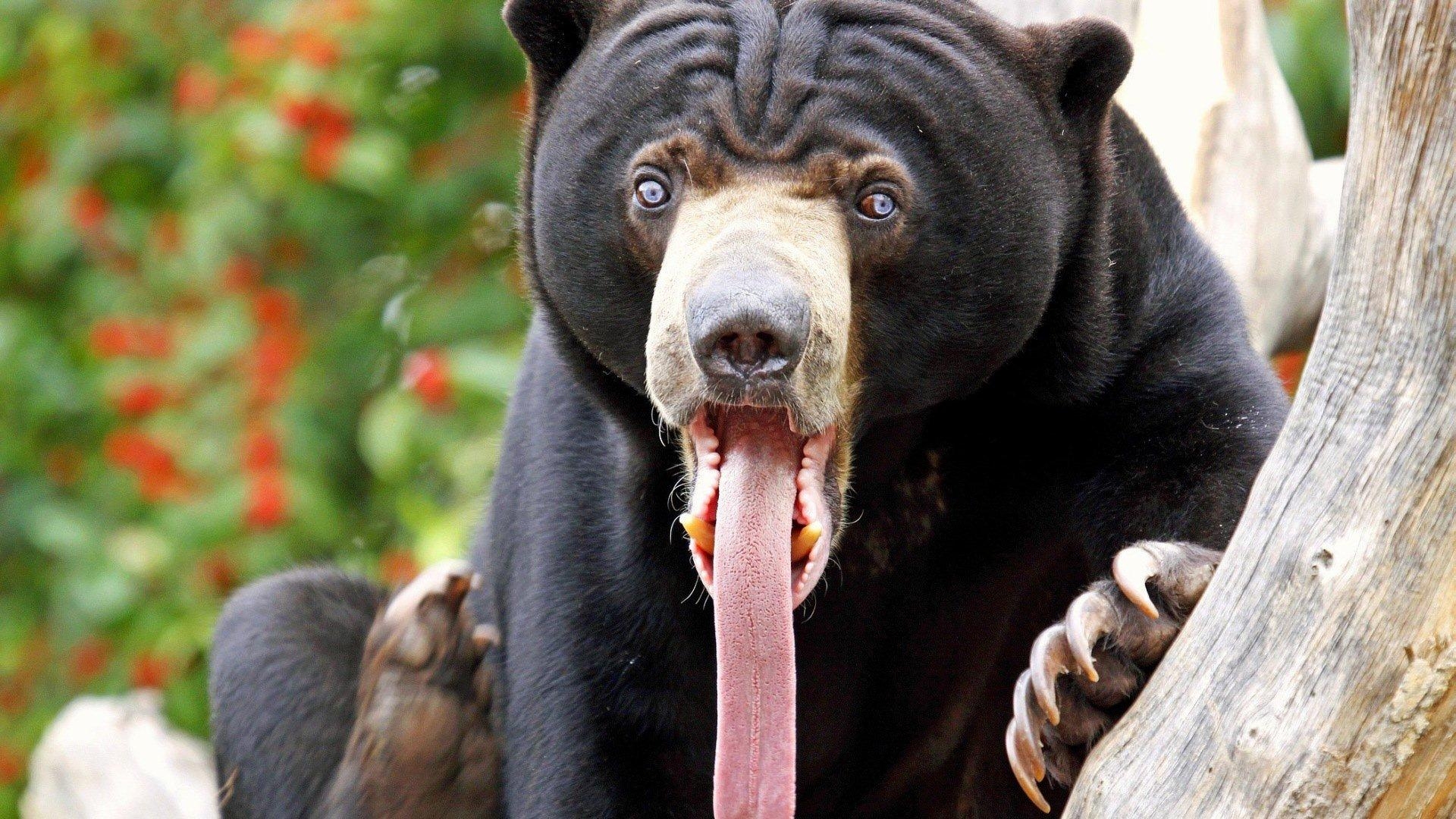 1920x1080 Sun Bear HD Wallpaper and Background Image, Desktop