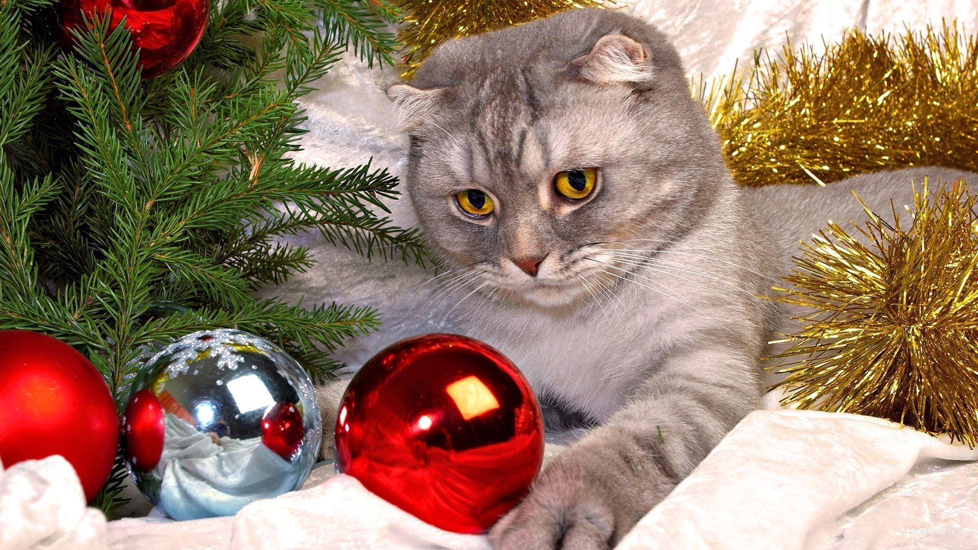 1920x1080 Christmas Cat Wallpaper, Desktop