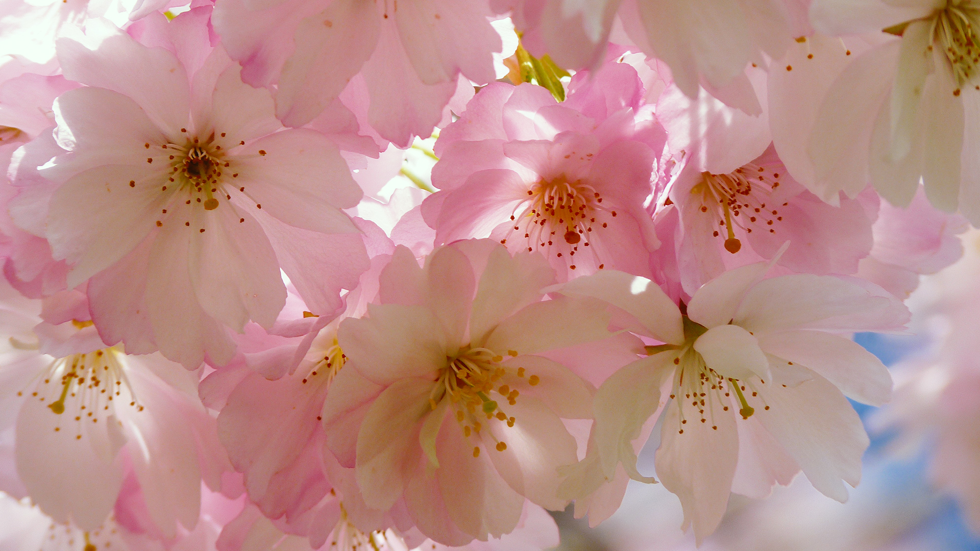 1920x1080 Japanese Cherry Blossom Chromebook Wallpaper, Desktop