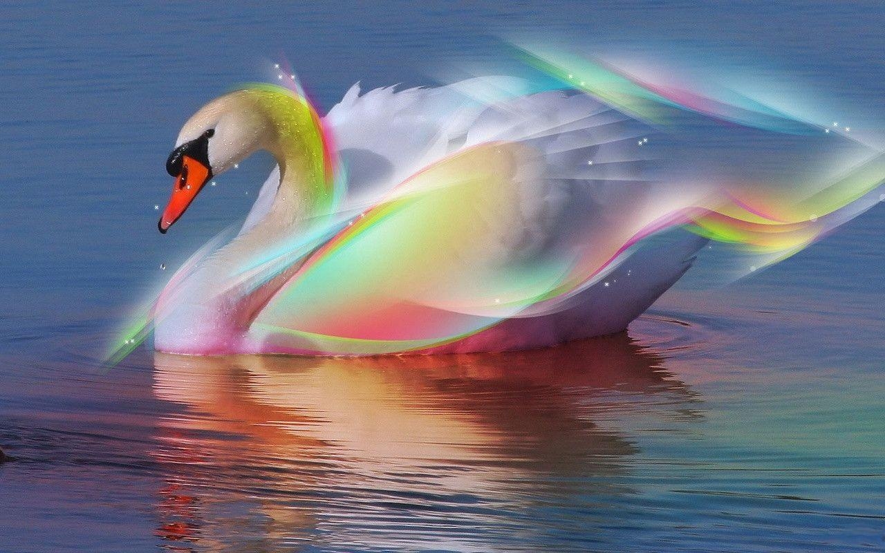 1280x800 Pix For > Swan Wallpaper, Desktop