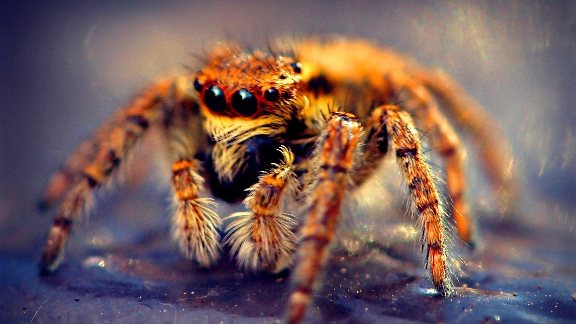 1920x1080 4K Ultra HD Tarantula Wallpaper for Free, Pics, Desktop