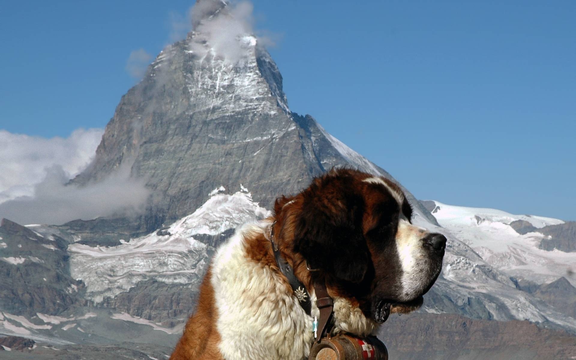 1920x1200 St. Bernard dog wallpaper and image, picture, photo, Desktop