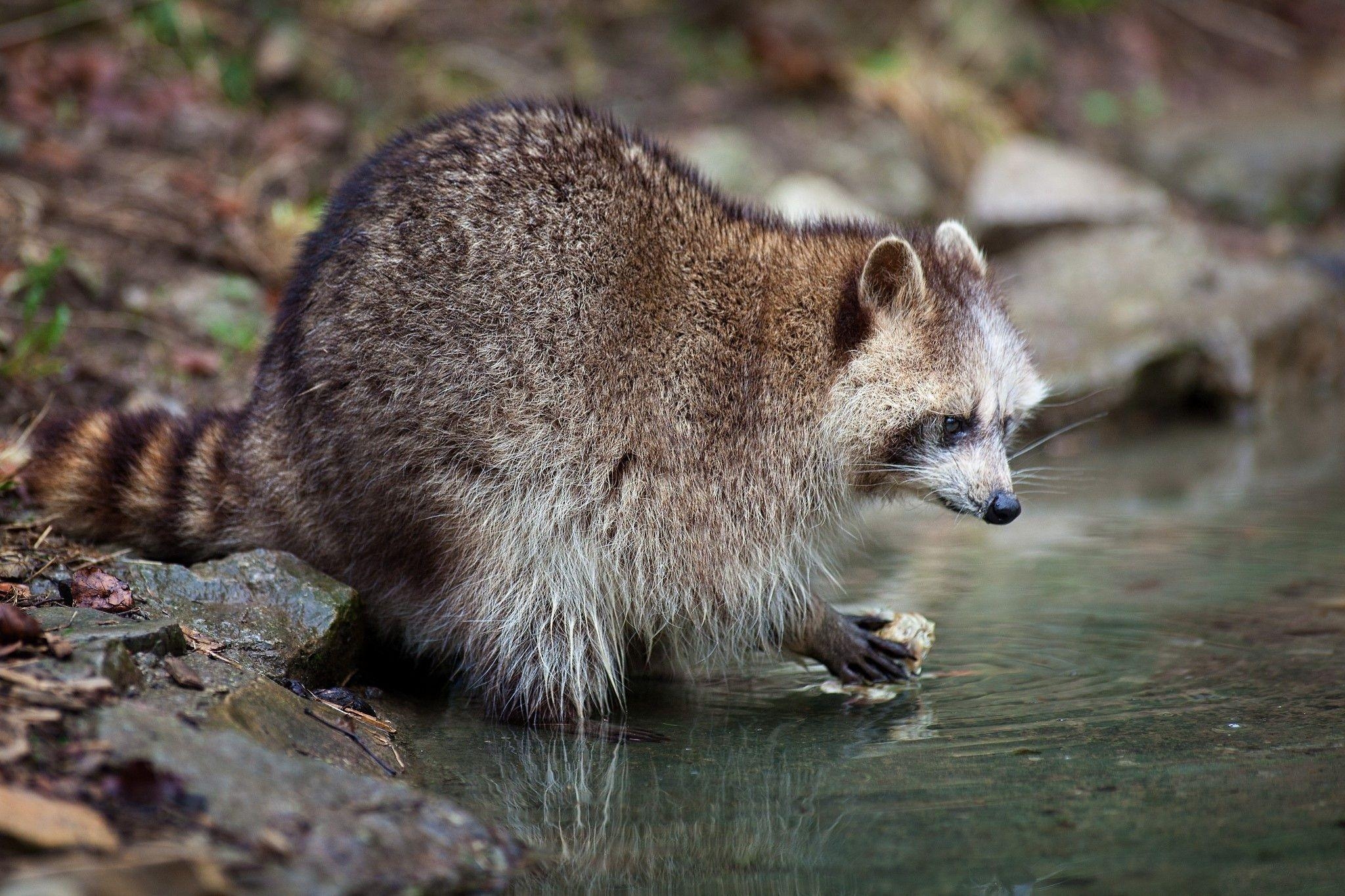 2050x1370 HD *** Raccoon *** Wallpaper, Desktop