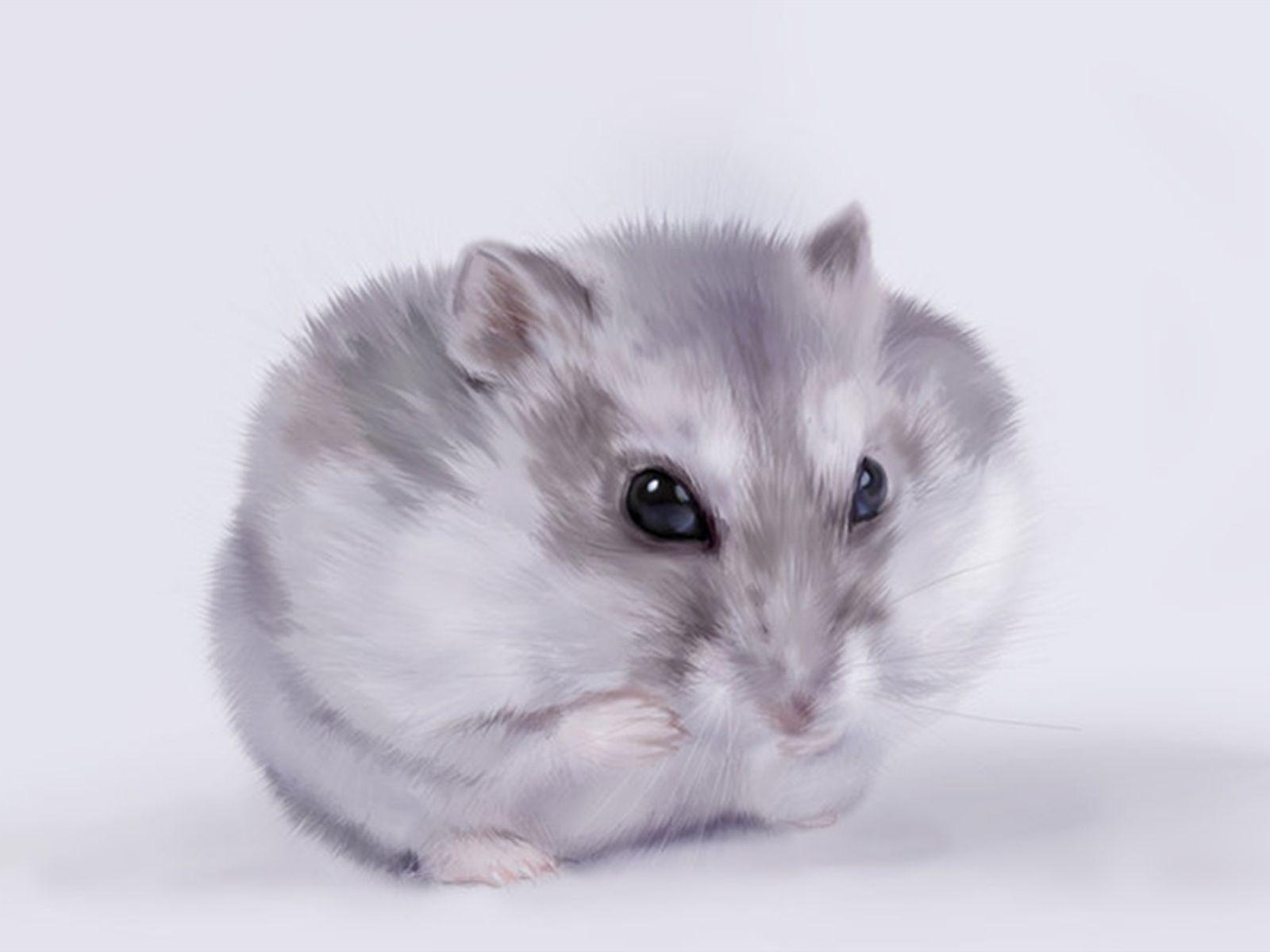 1600x1200 Hamster Wallpaper HD, Desktop