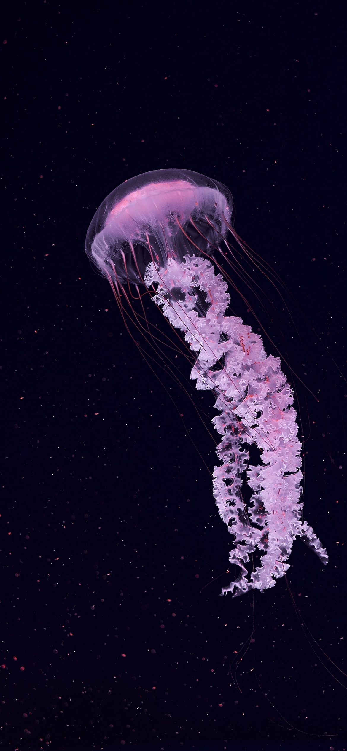 1170x2540 Jellyfish Wallpaper 4K, Dark background, Phone