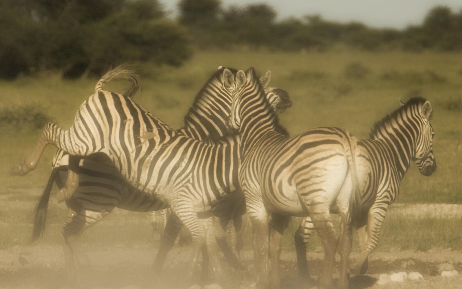 1920x1200 Index Of Assets Image 1920x600 Southern Africa Botswana Migration, Desktop