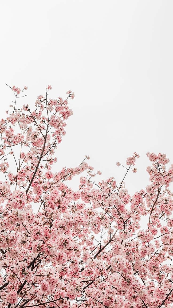 740x1310 Gorgeous Spring Blossom iPhone Wallpaper, Phone