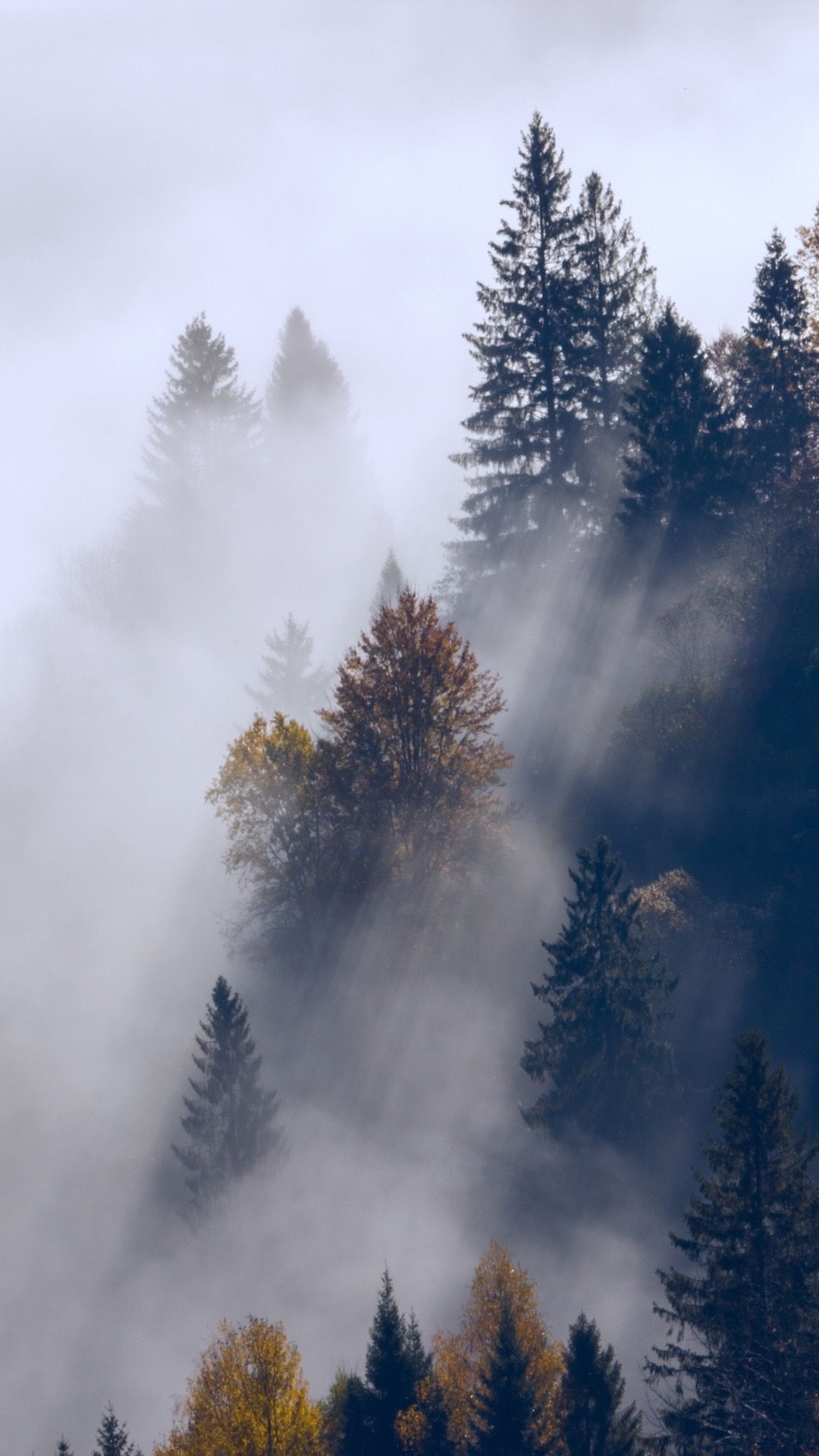 1080x1920 Foggy forest wallpaper. Forest wallpaper, Nature photography, Foggy forest, Phone