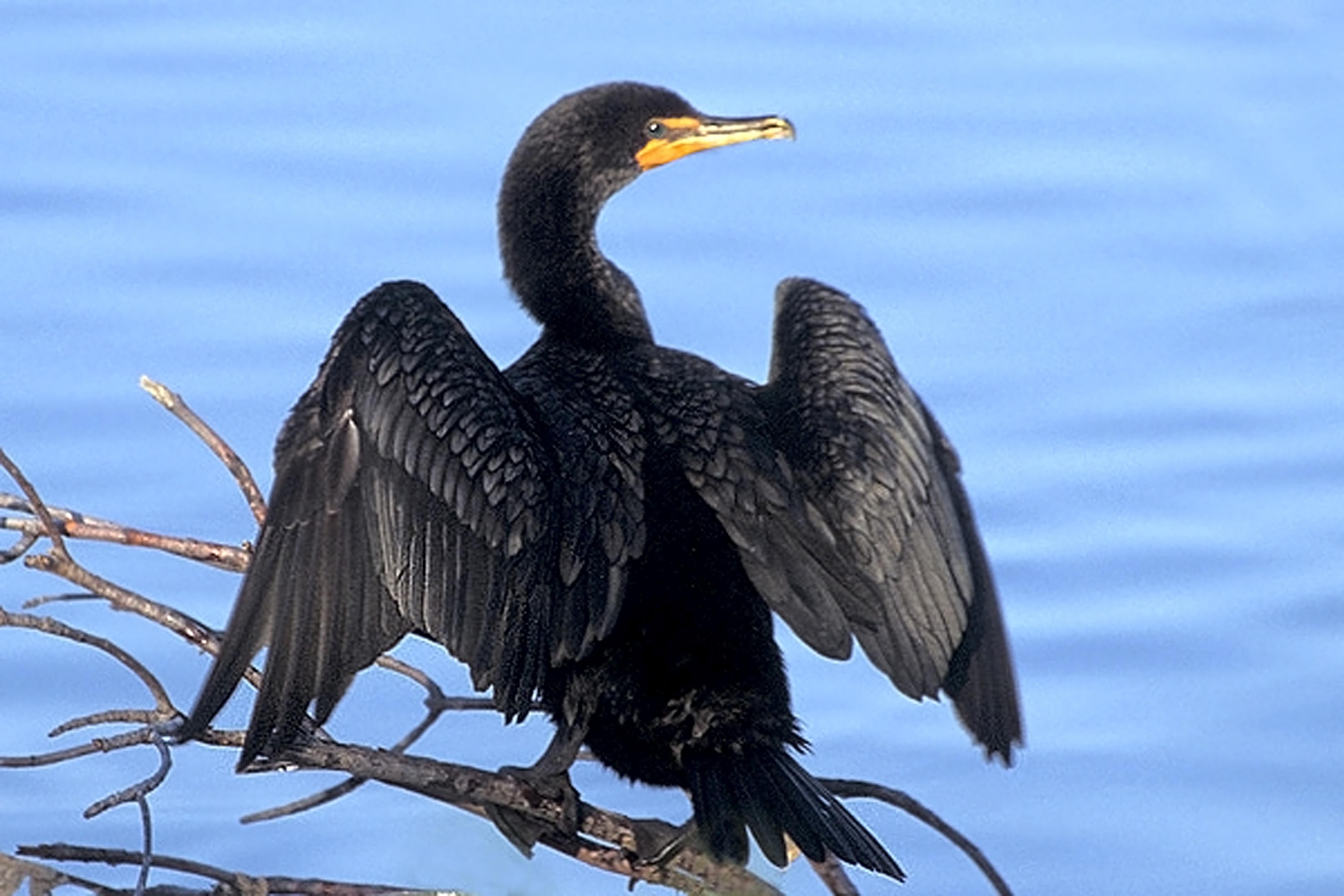 3600x2400 Cormorant Wallpaper High Quality, Desktop