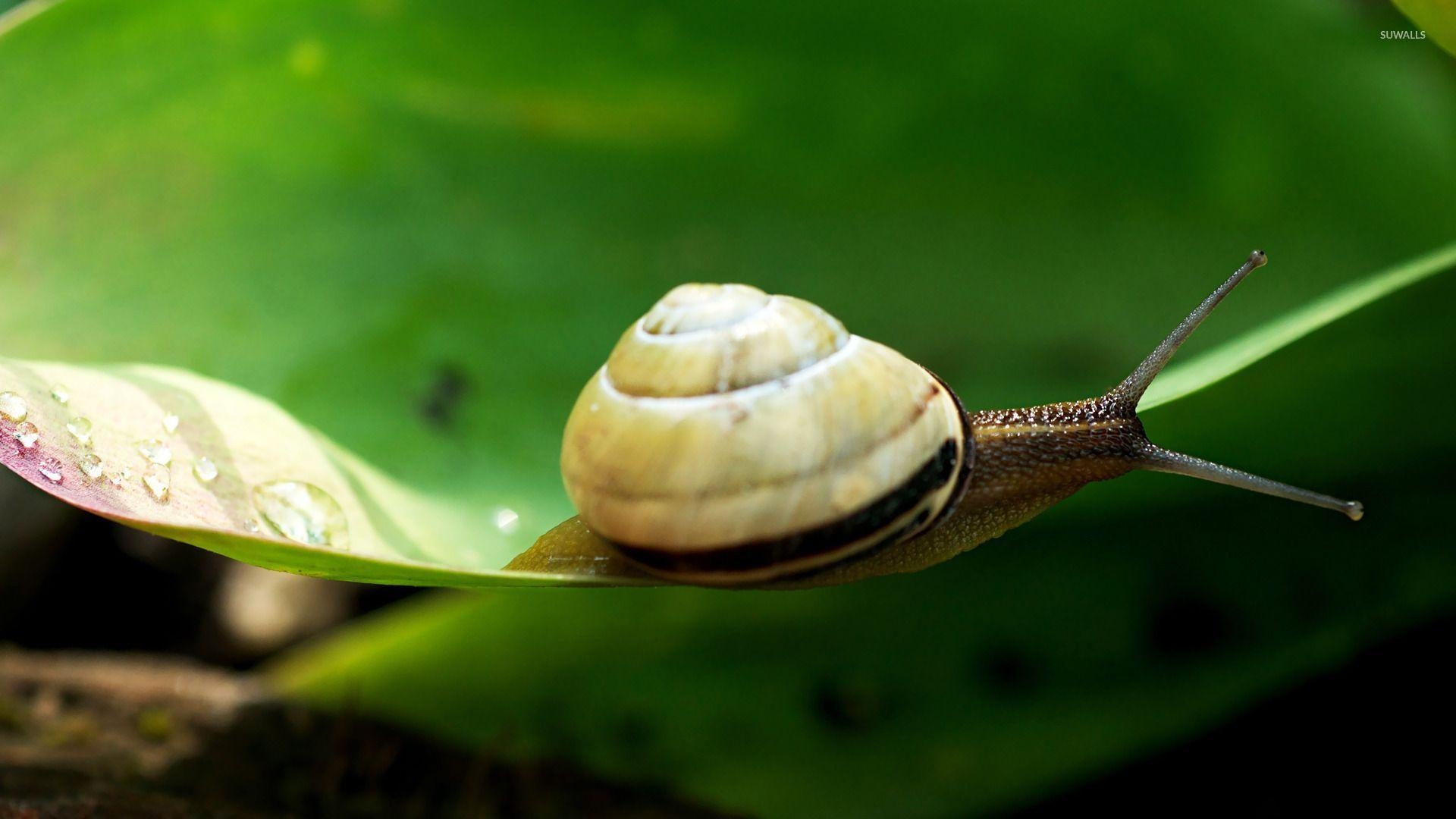 1920x1080 Snail Wallpaper Snail Live Image HD Wallpaper SHXimaI, Desktop