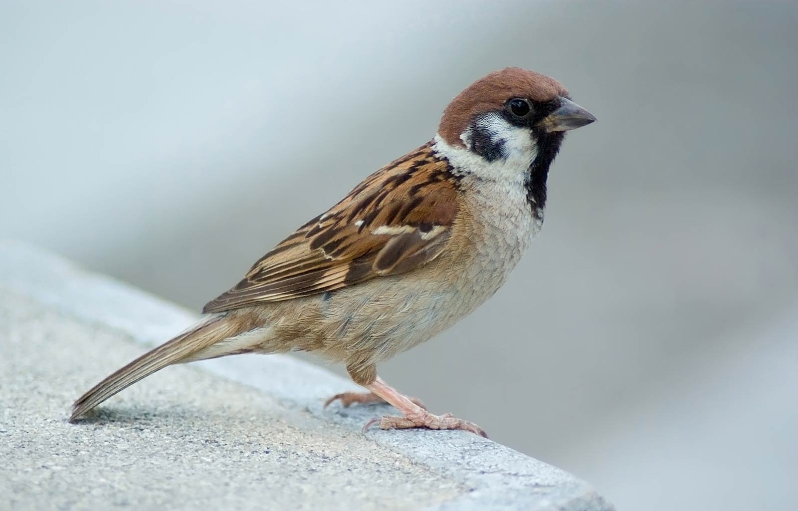 1600x1030 Sparrow Desktop and Mobile Wallpaper, Desktop