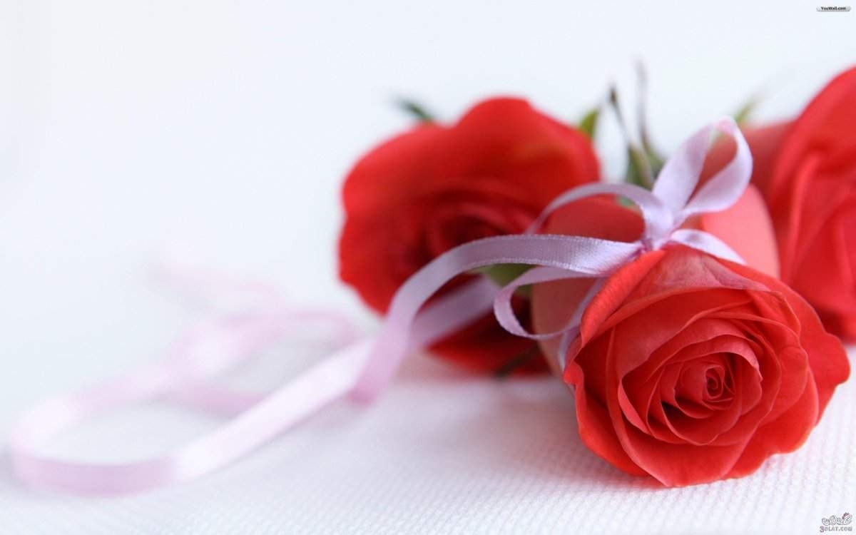 1200x750 Happy Rose Day Rose Day Image, Messages, Wishes, Quotes, Desktop