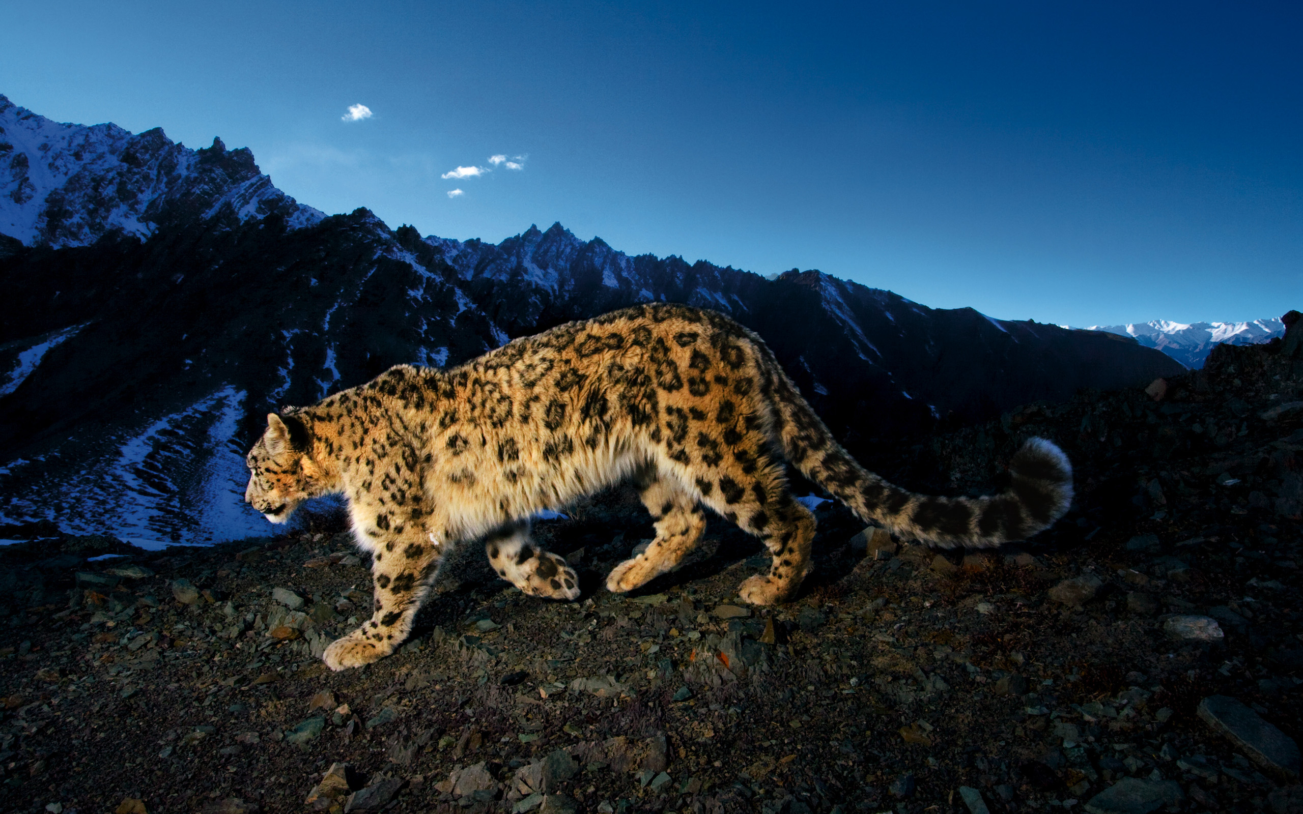 2560x1600 Snow Leopard HD Wallpaper, Desktop