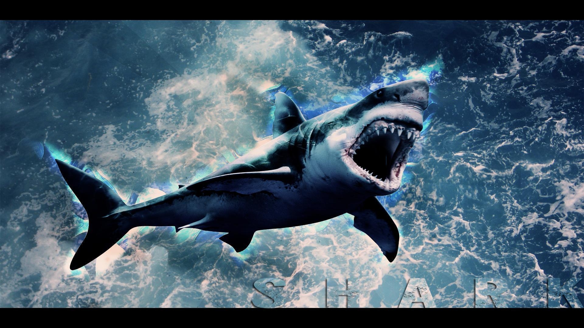 1920x1080 Shark Wallpaper HD, Desktop