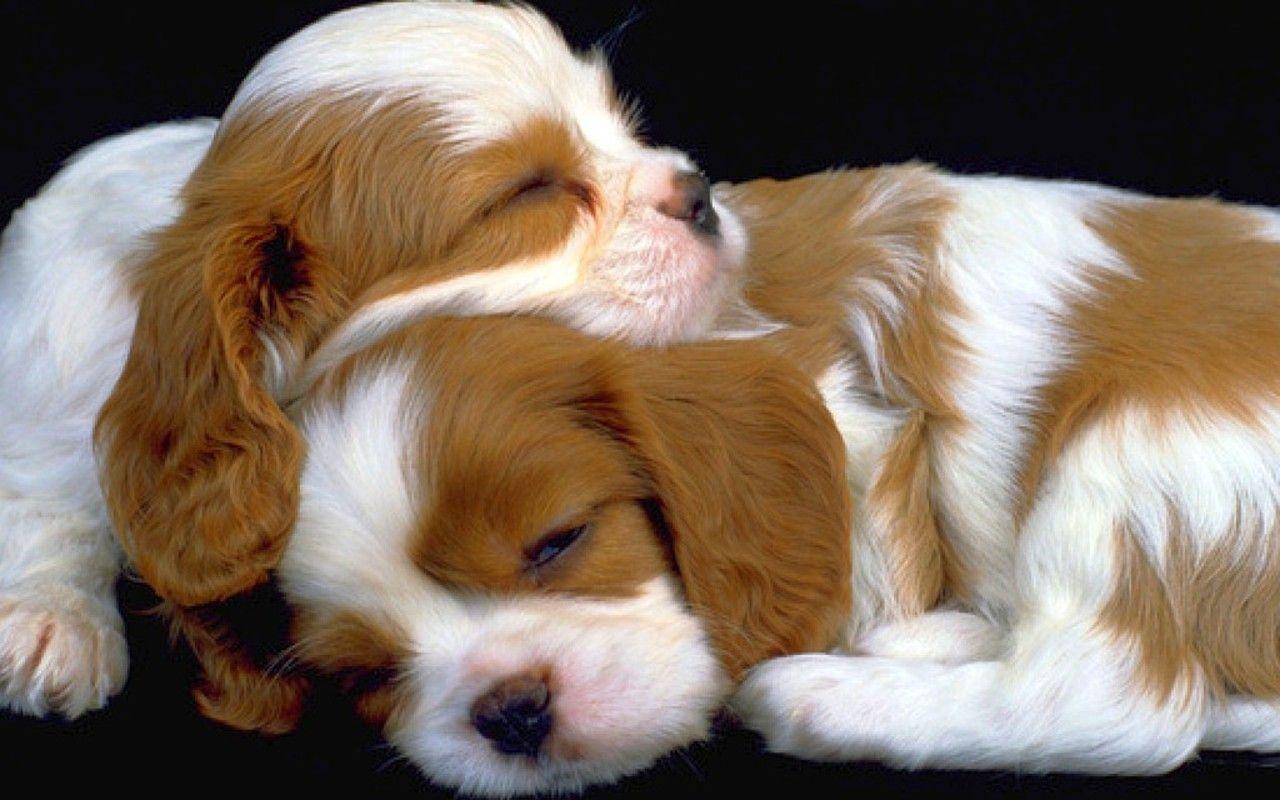 1280x800 hd puppies picture, puppies image, puppy photo, puppies, Desktop