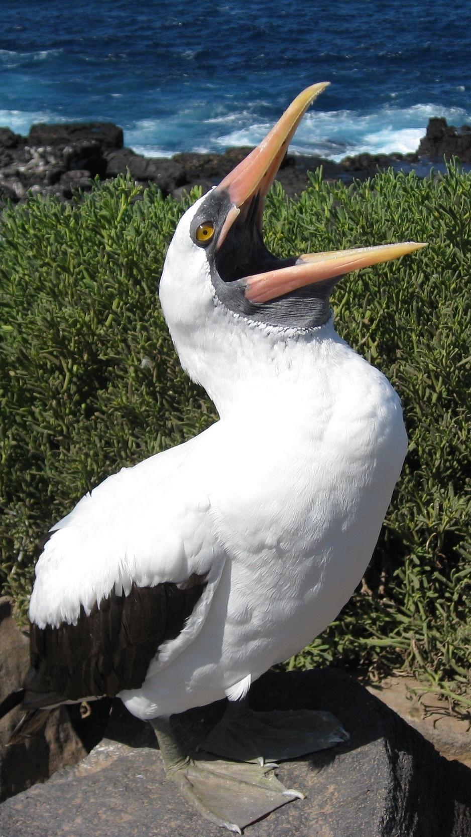 940x1670 Download wallpaper  cormorant, bird, cry, feathers, Phone