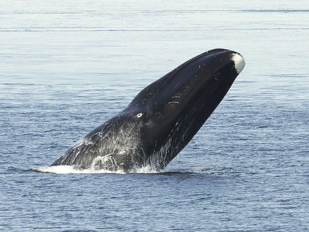 1030x770 Audio: Bowhead whales in the Arctic sing hundreds of complex, Desktop